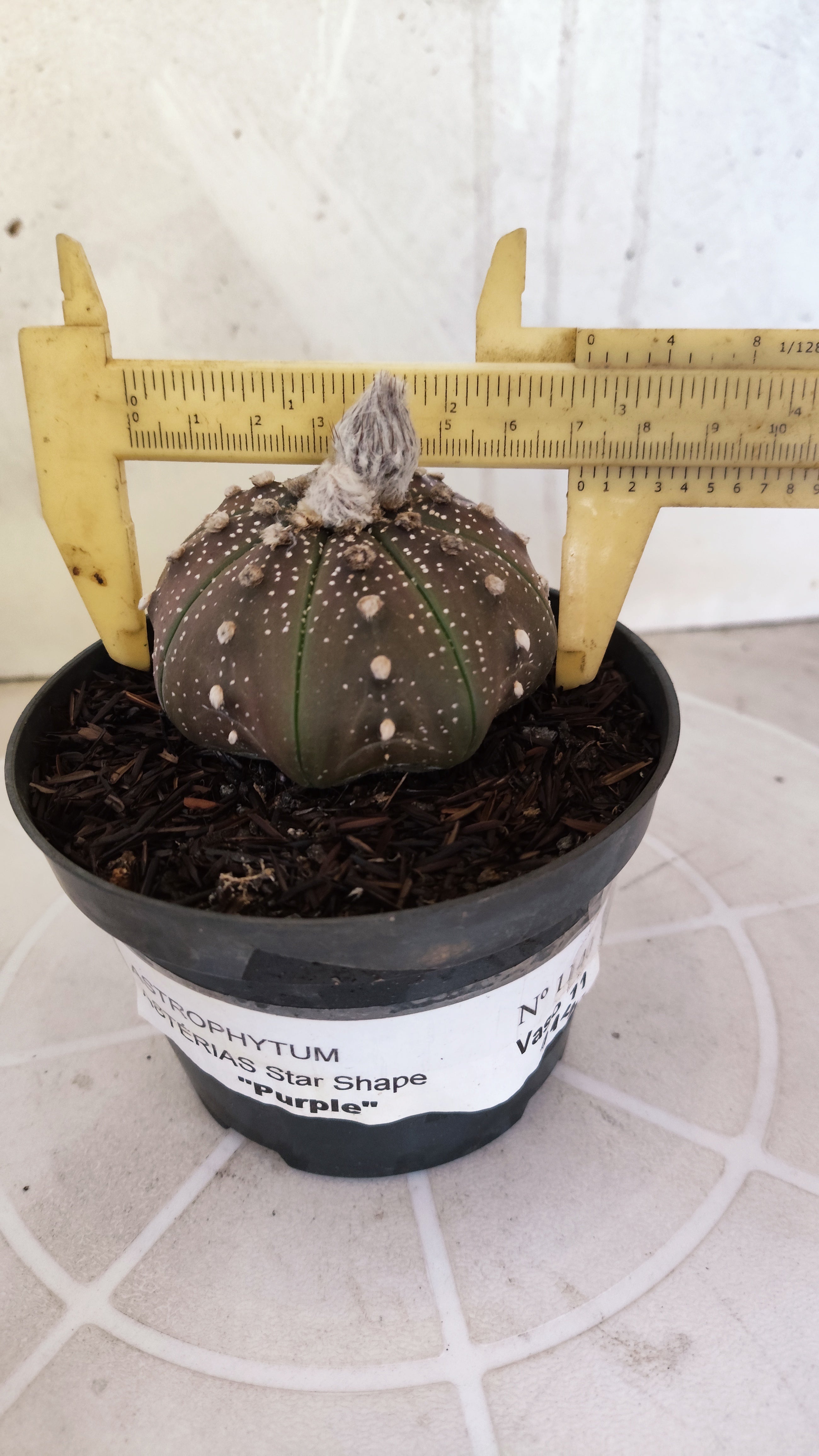 ASTROPHYTUM ASTERIAS "STAR SHAPE - Purple"   Nº 1140 – vaso 11