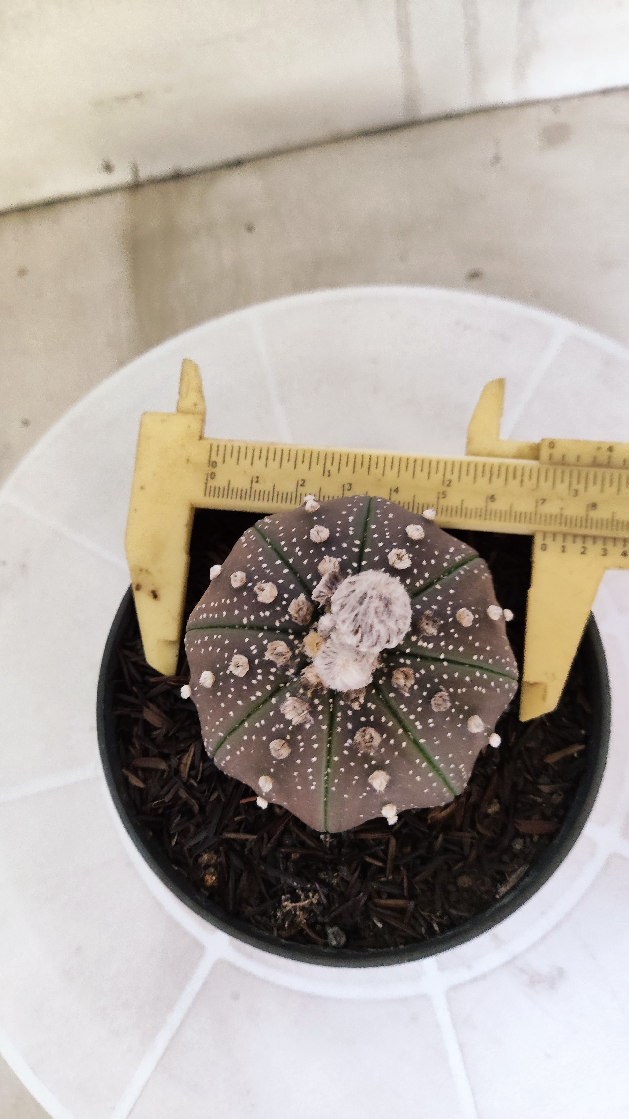 ASTROPHYTUM ASTERIAS "STAR SHAPE - Purple"   Nº 1140 – vaso 11