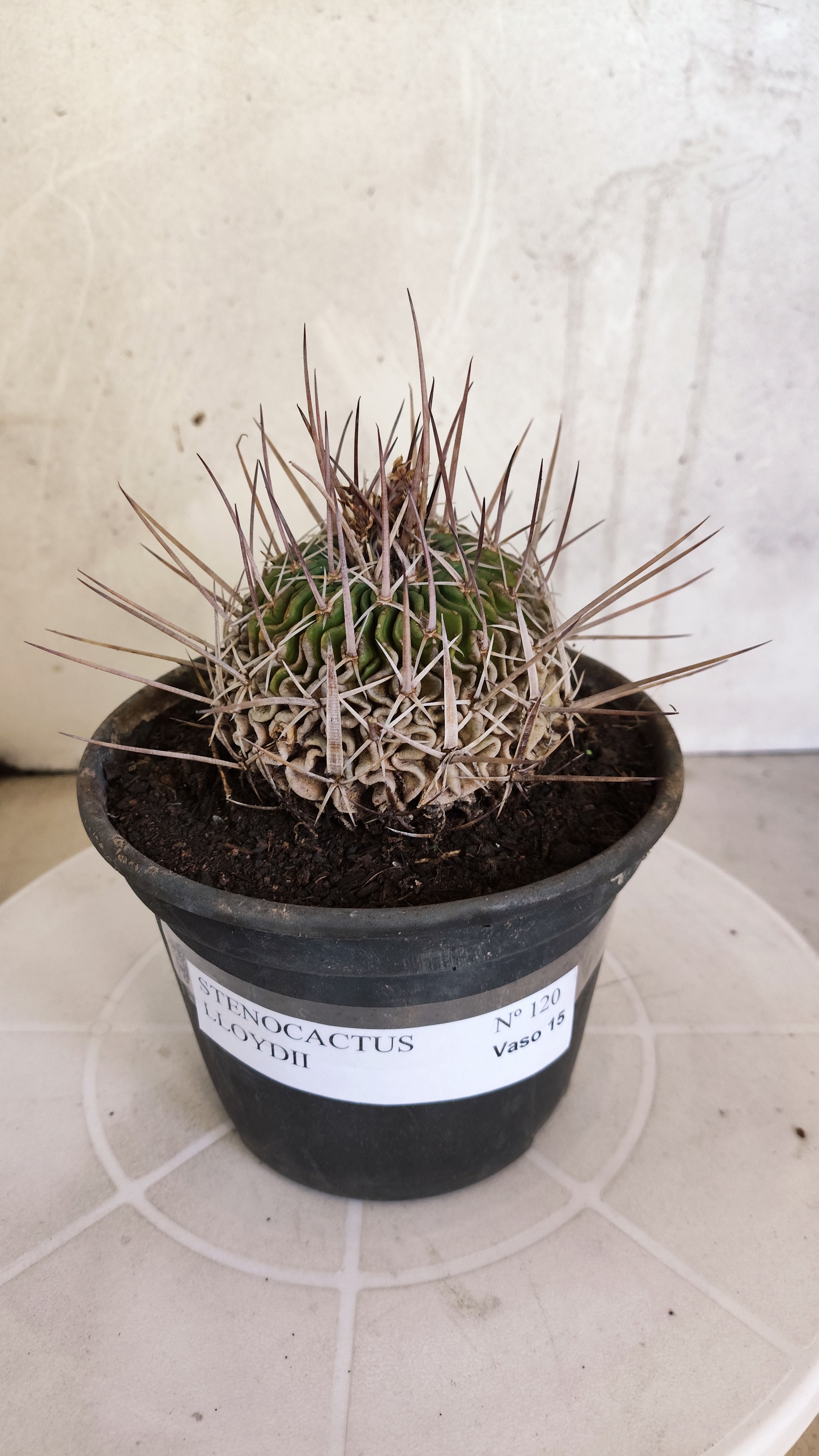 STENOCACTUS LLOYDII Nº 120 – vaso 15