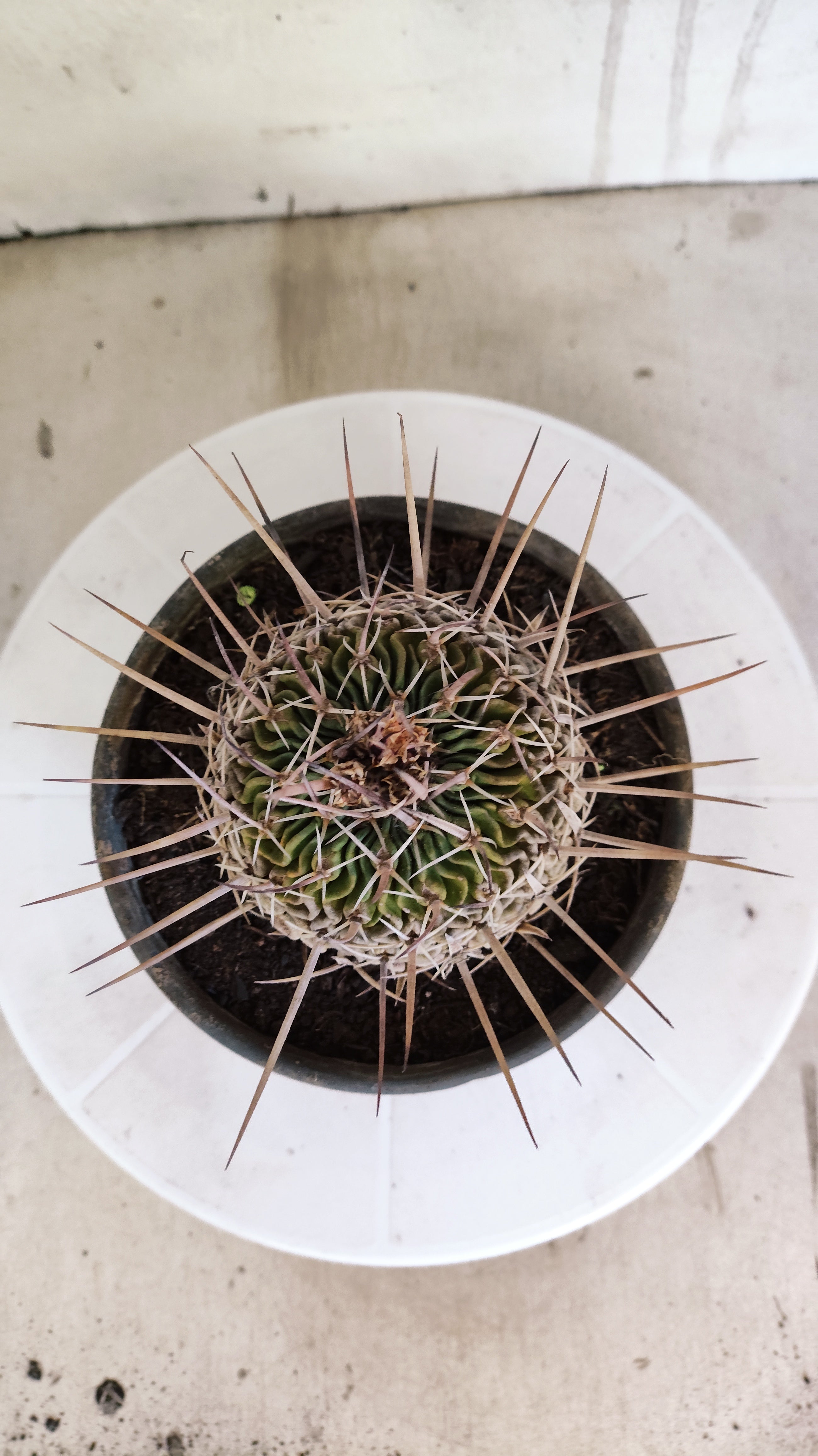 STENOCACTUS LLOYDII Nº 120 – vaso 15