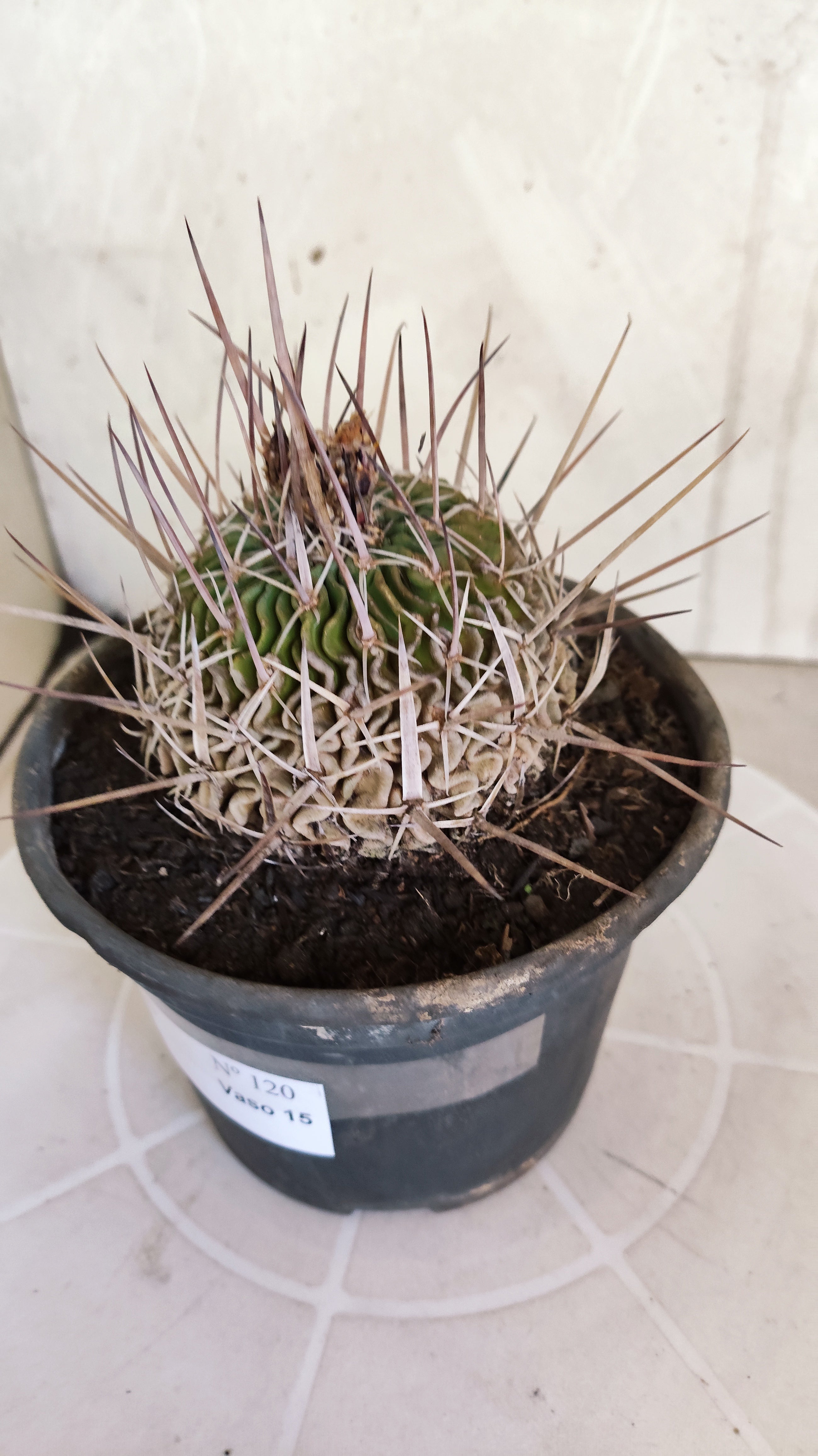 STENOCACTUS LLOYDII Nº 120 – vaso 15