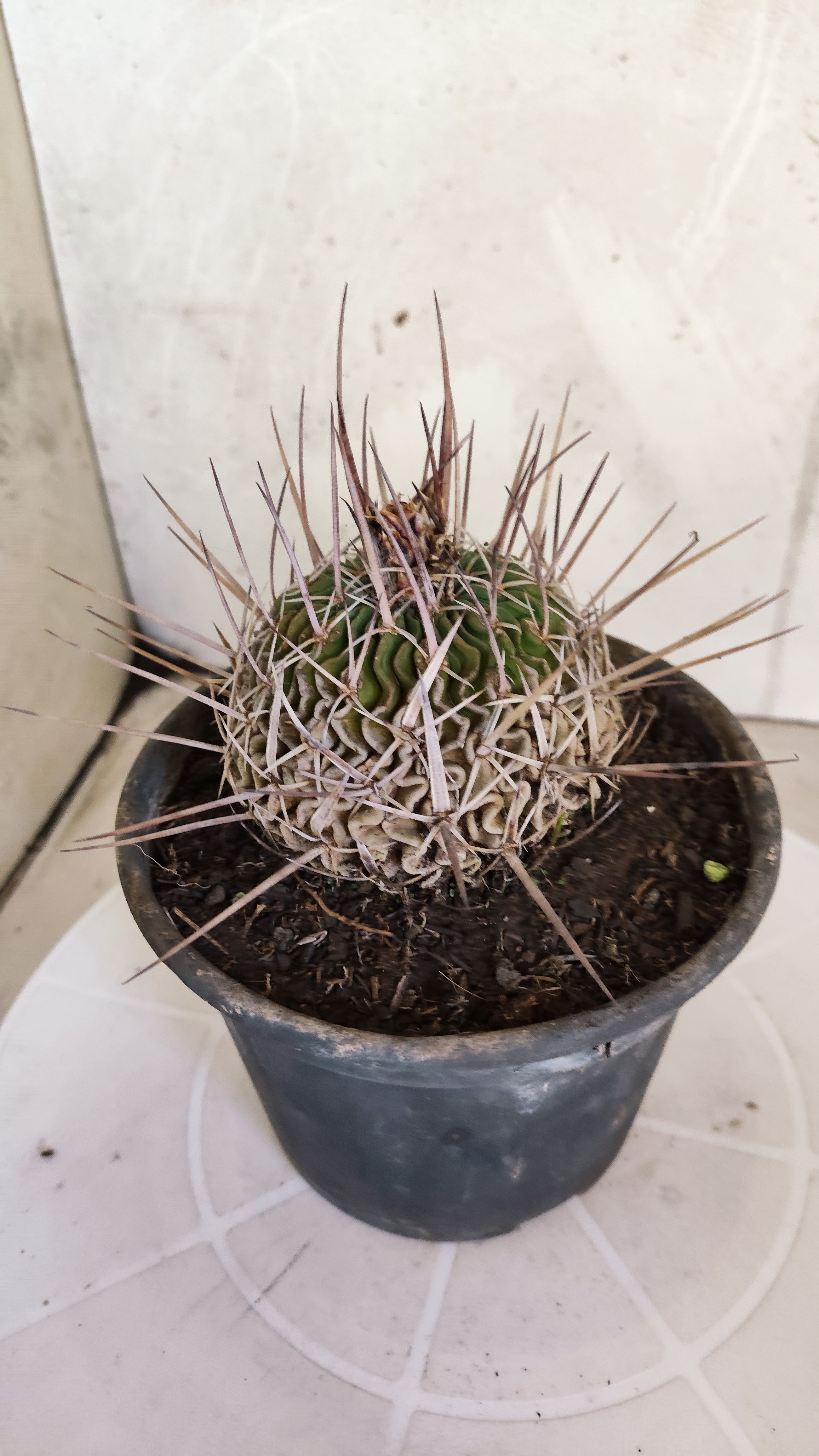 STENOCACTUS LLOYDII Nº 120 – vaso 15