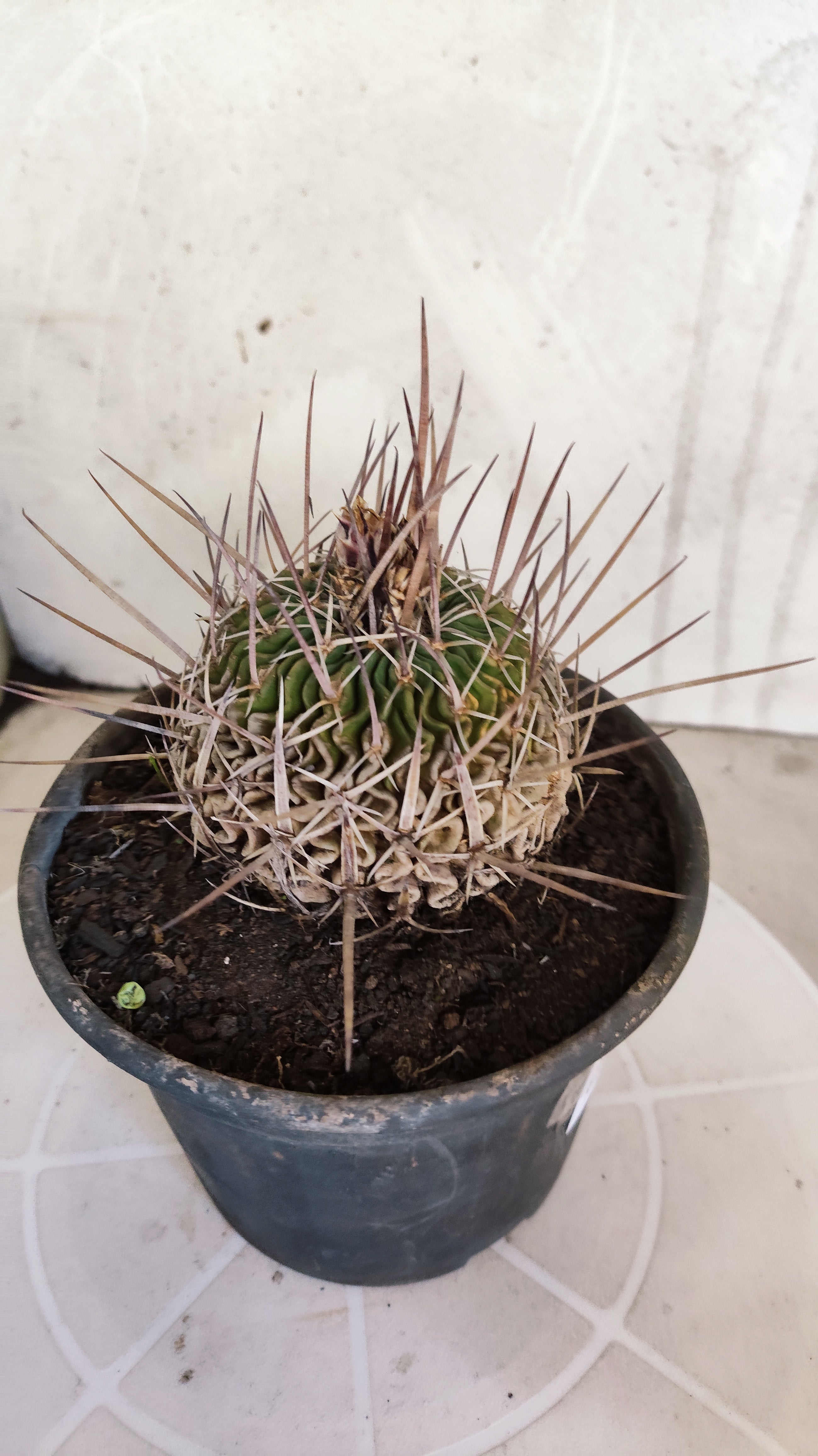 STENOCACTUS LLOYDII Nº 120 – vaso 15