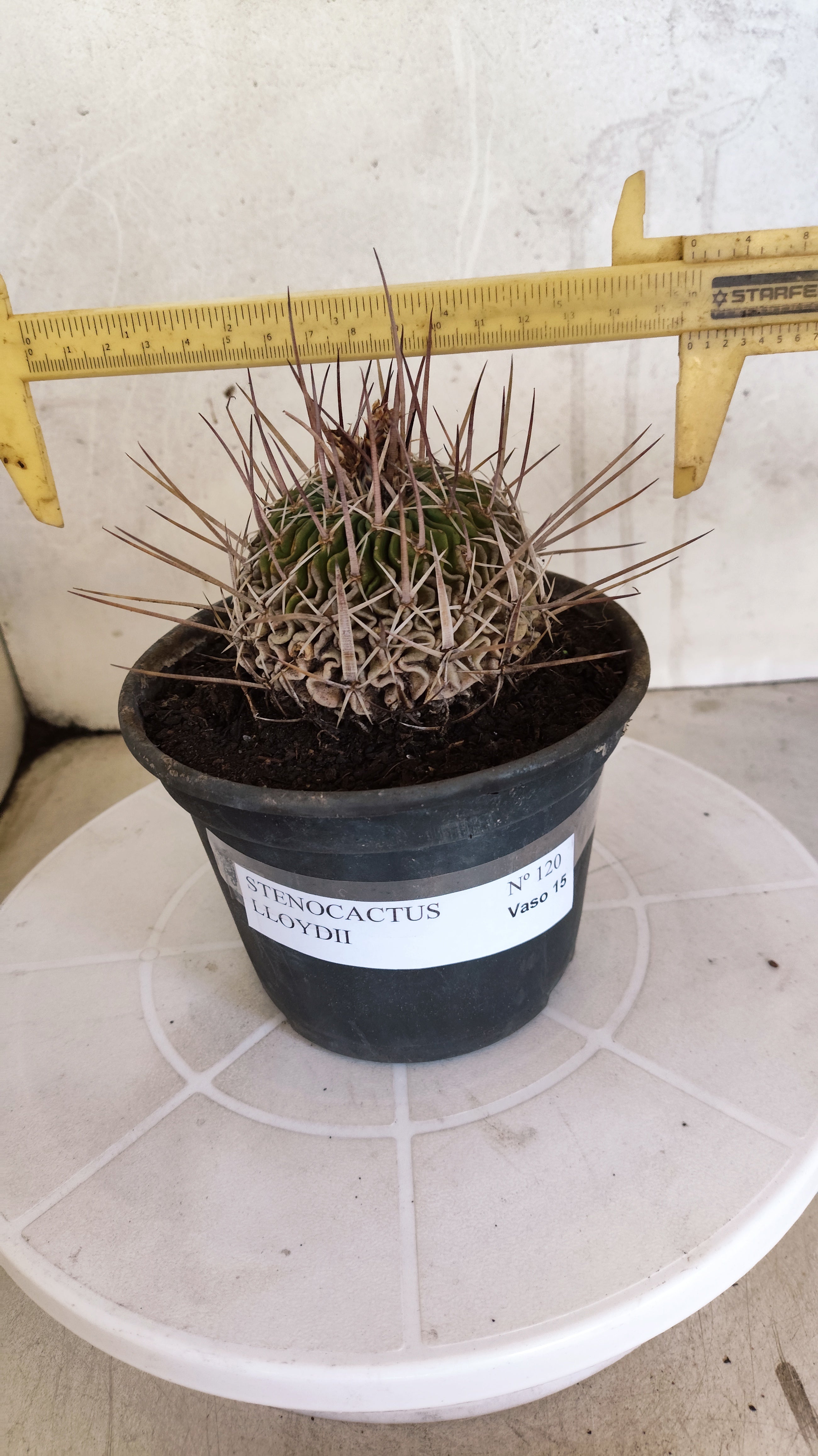 STENOCACTUS LLOYDII Nº 120 – vaso 15