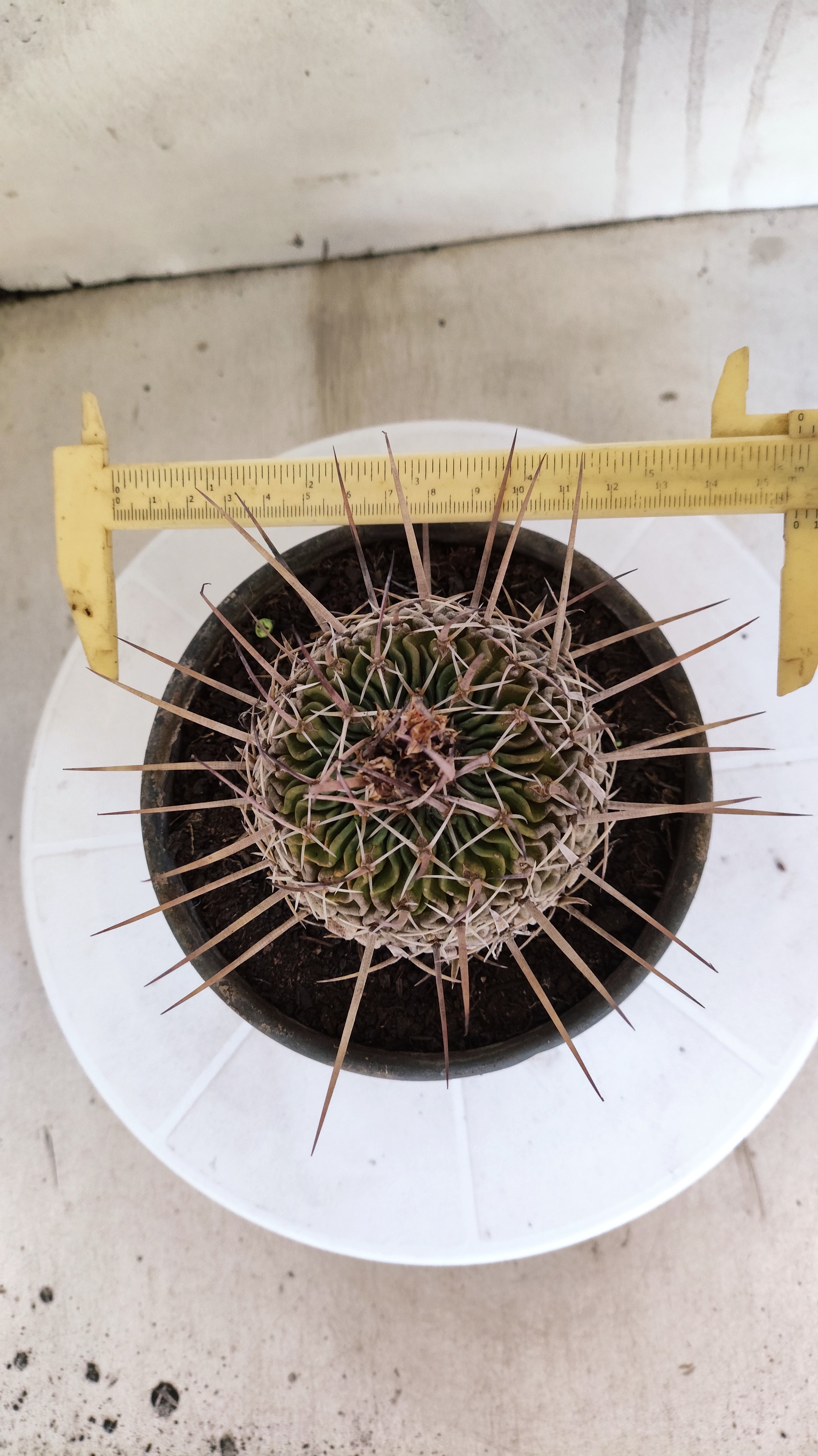 STENOCACTUS LLOYDII Nº 120 – vaso 15