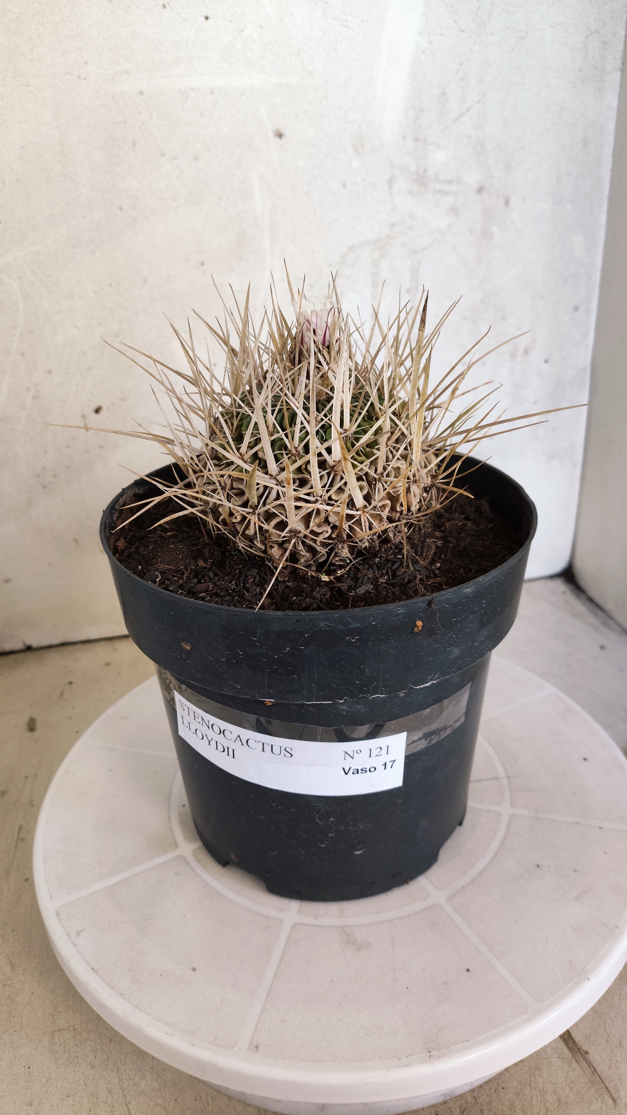 STENOCACTUS LLOYDII Nº 121 – vaso 17