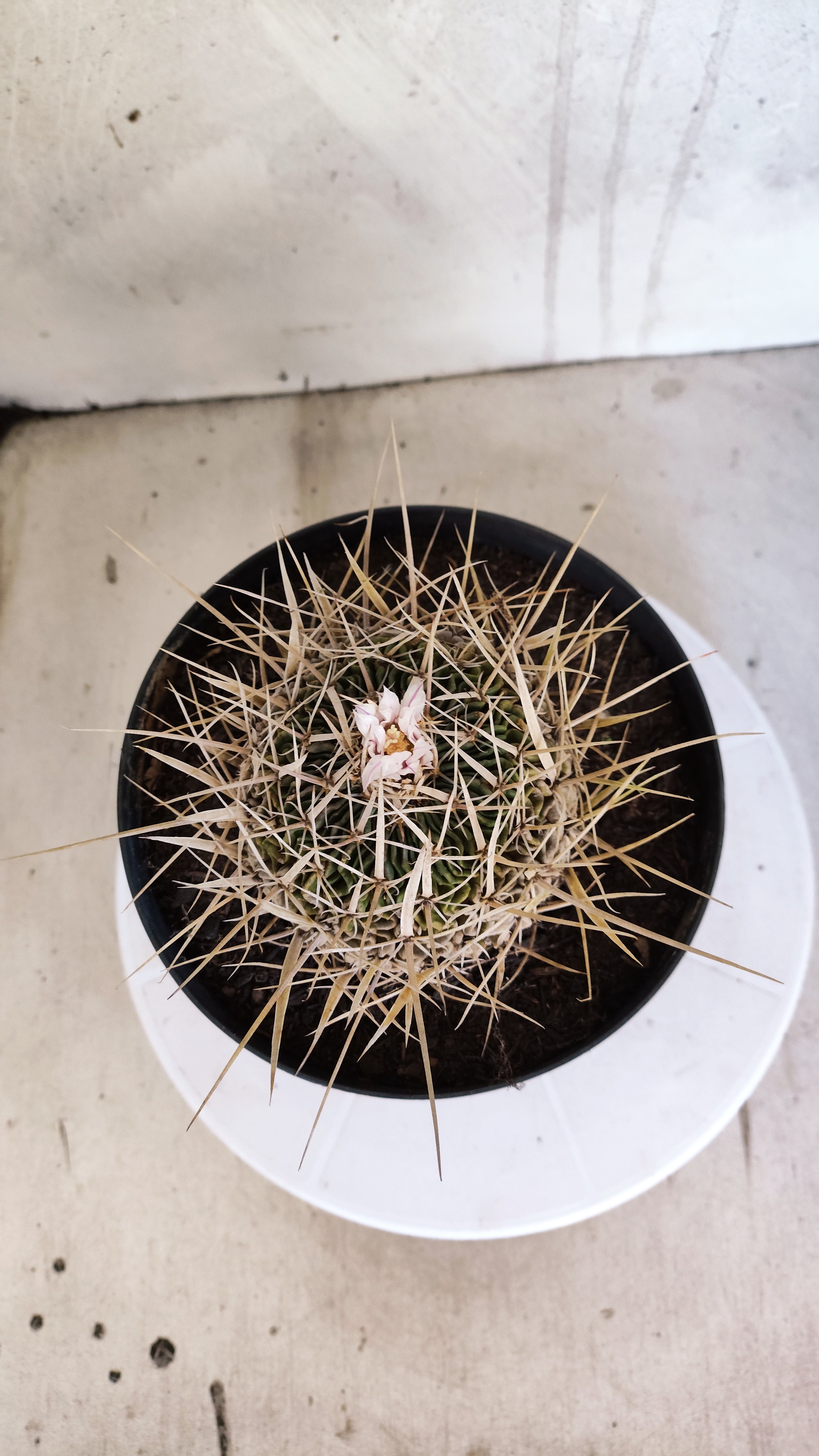 STENOCACTUS LLOYDII Nº 121 – vaso 17