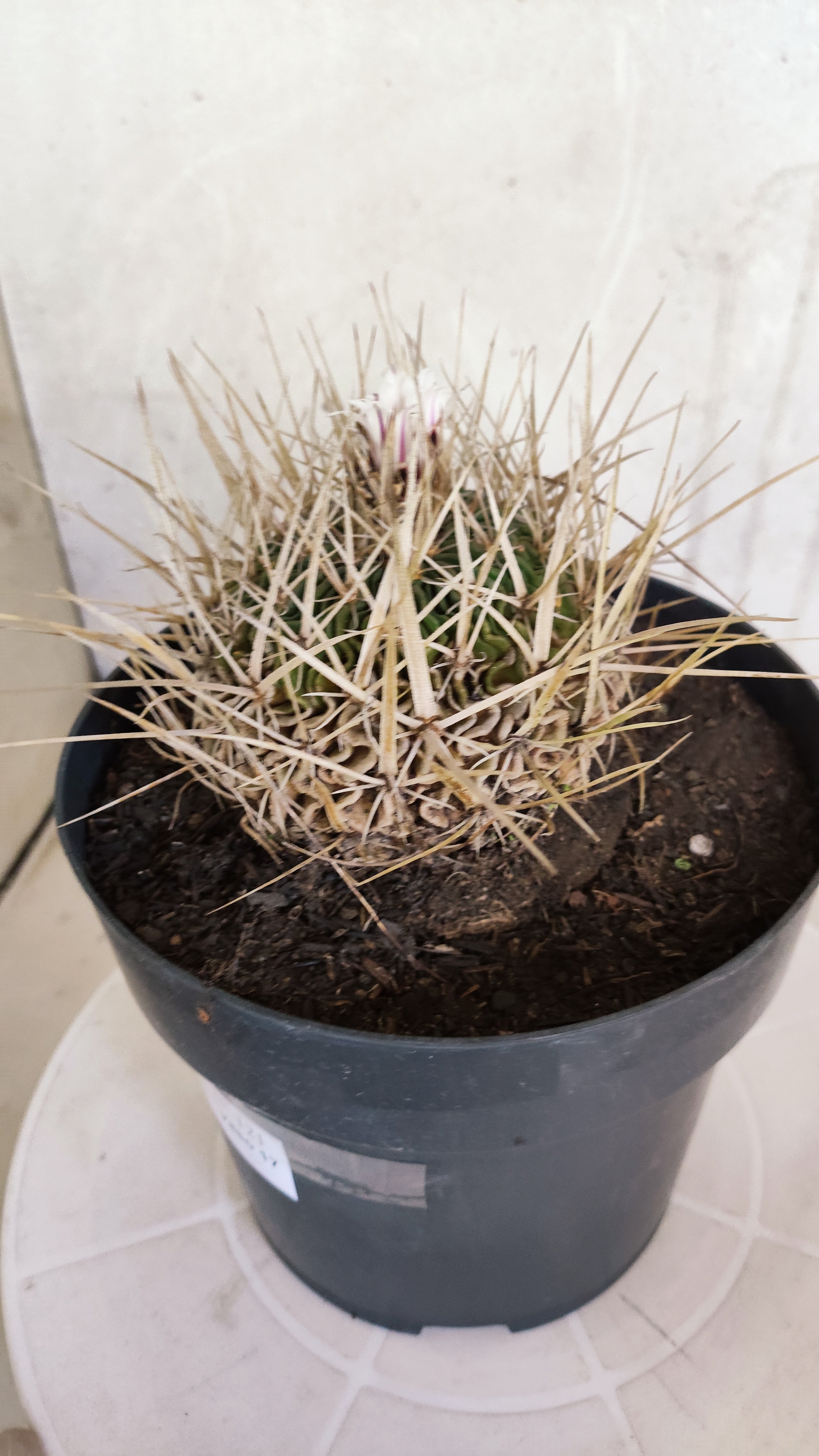 STENOCACTUS LLOYDII Nº 121 – vaso 17