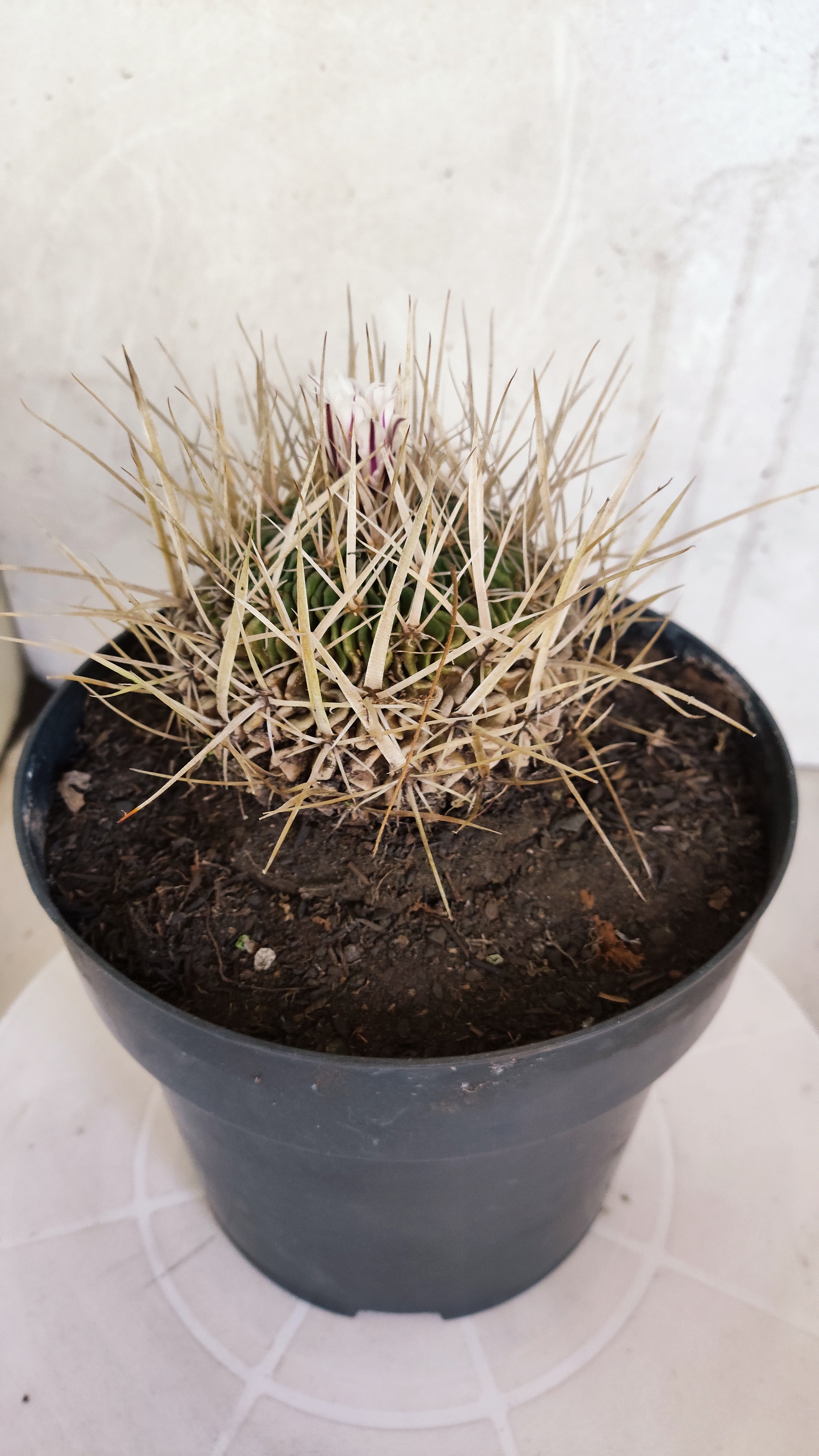 STENOCACTUS LLOYDII Nº 121 – vaso 17