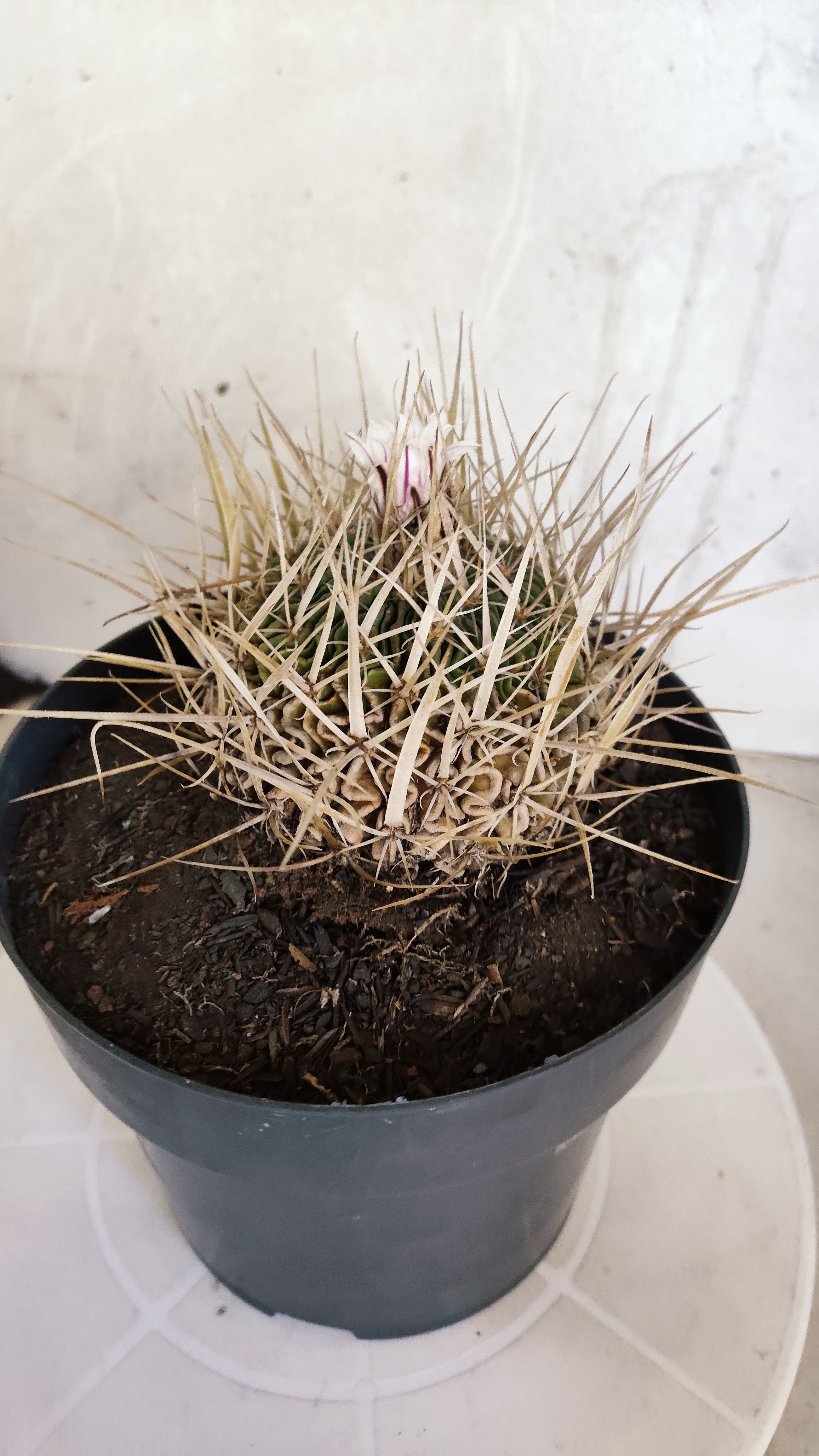 STENOCACTUS LLOYDII Nº 121 – vaso 17