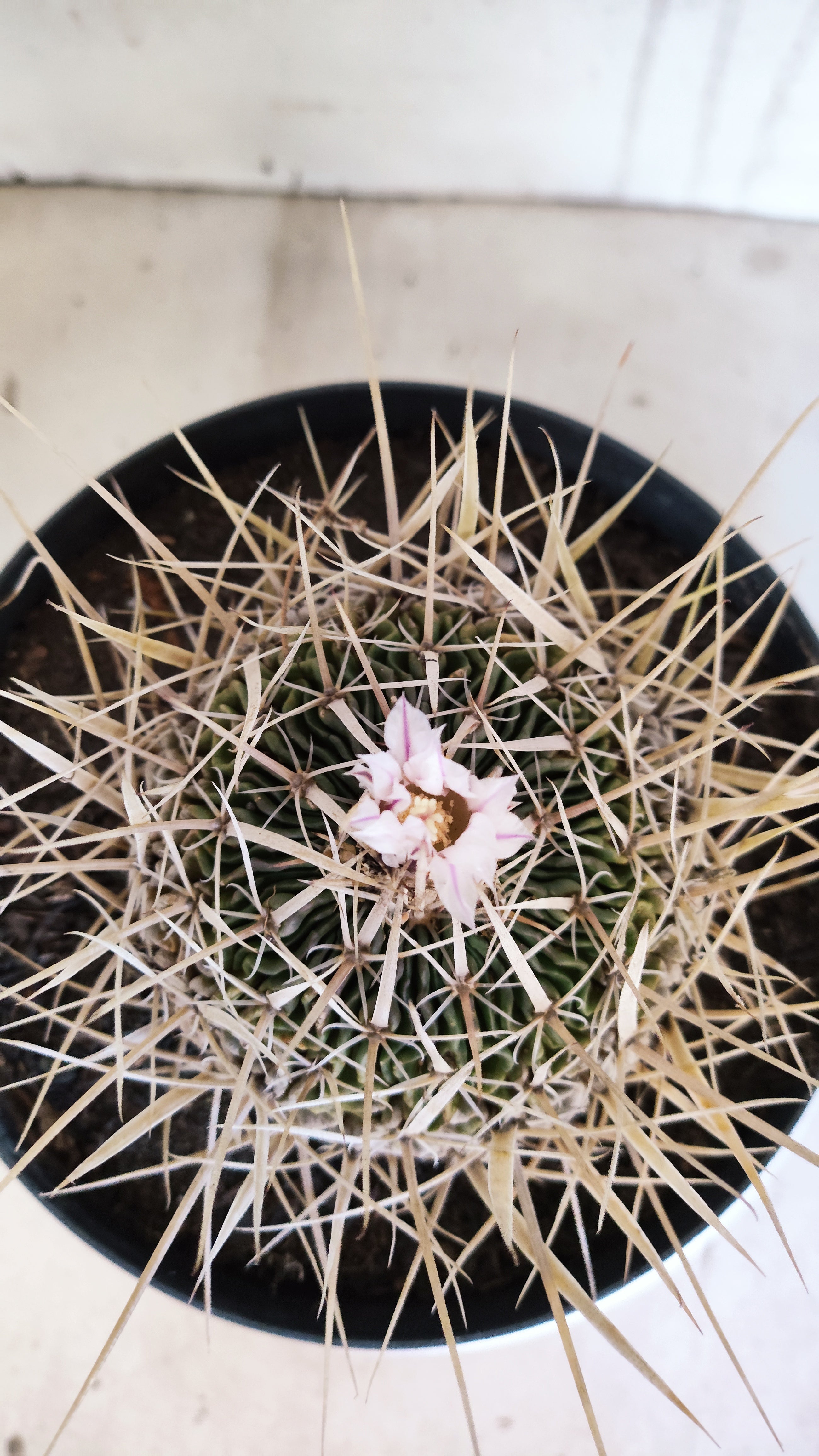 STENOCACTUS LLOYDII Nº 121 – vaso 17