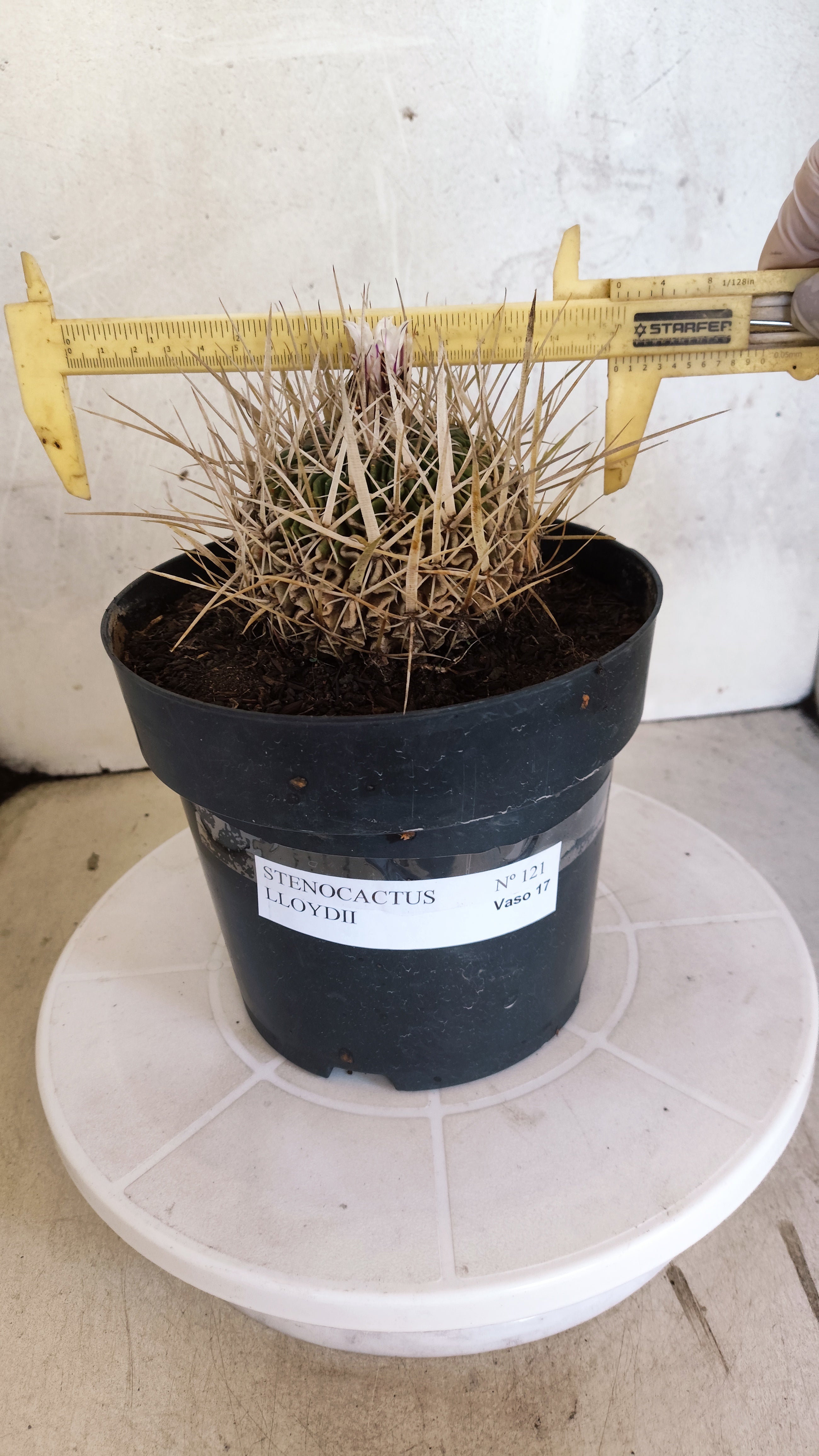 STENOCACTUS LLOYDII Nº 121 – vaso 17