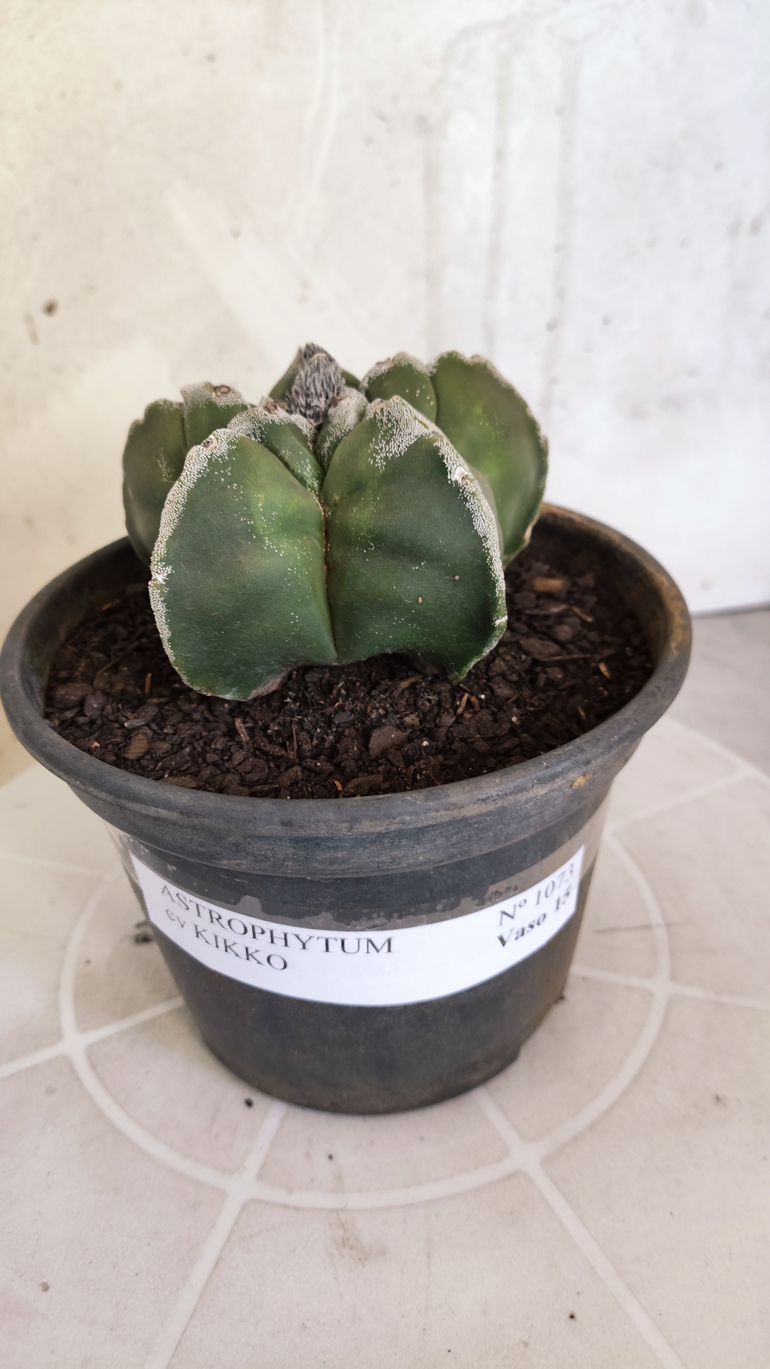 MATRIZ ASTROPHYTUM cv KIKKO   Nº 1073 – vaso 15