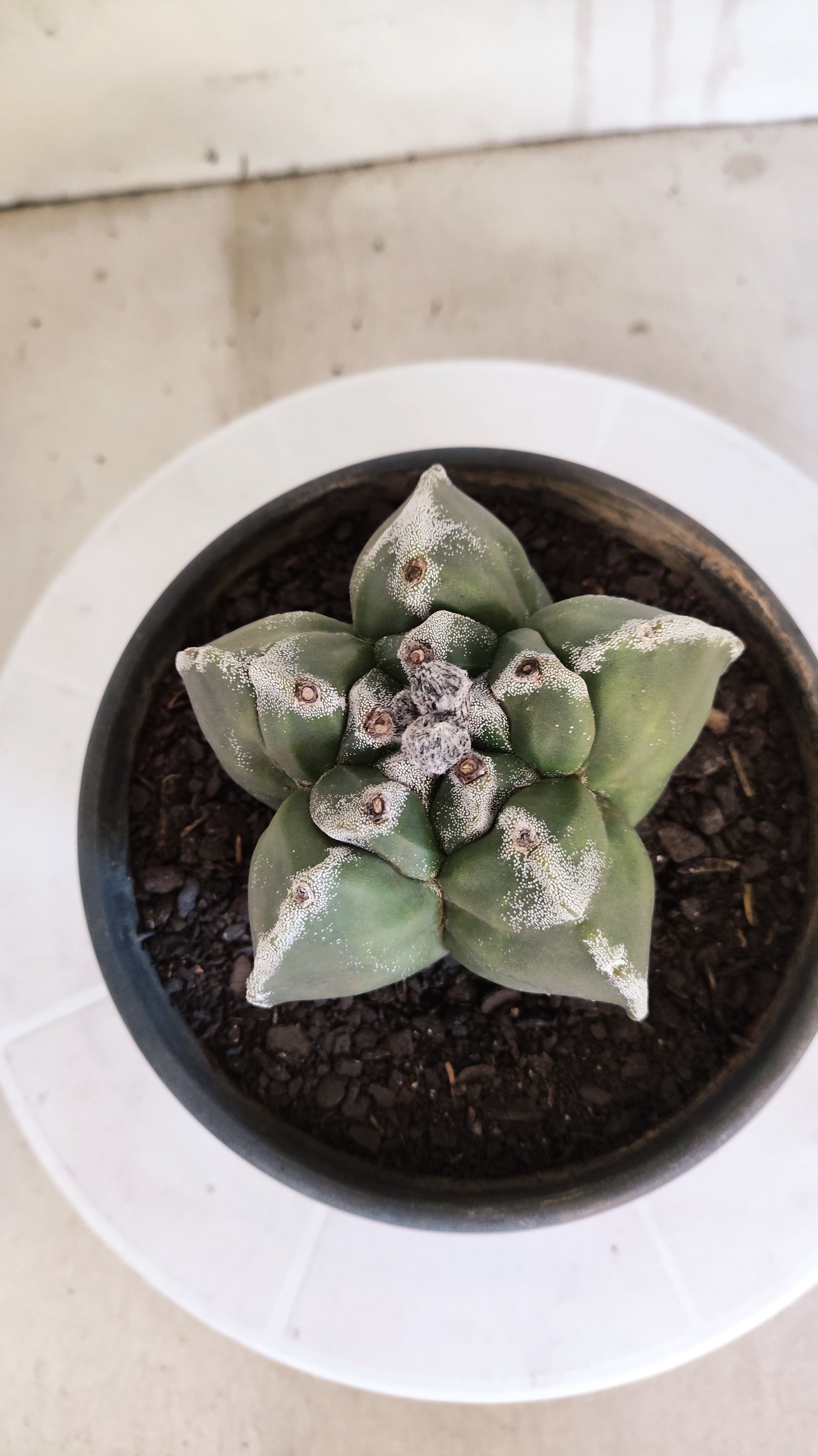 MATRIZ ASTROPHYTUM cv KIKKO   Nº 1073 – vaso 15