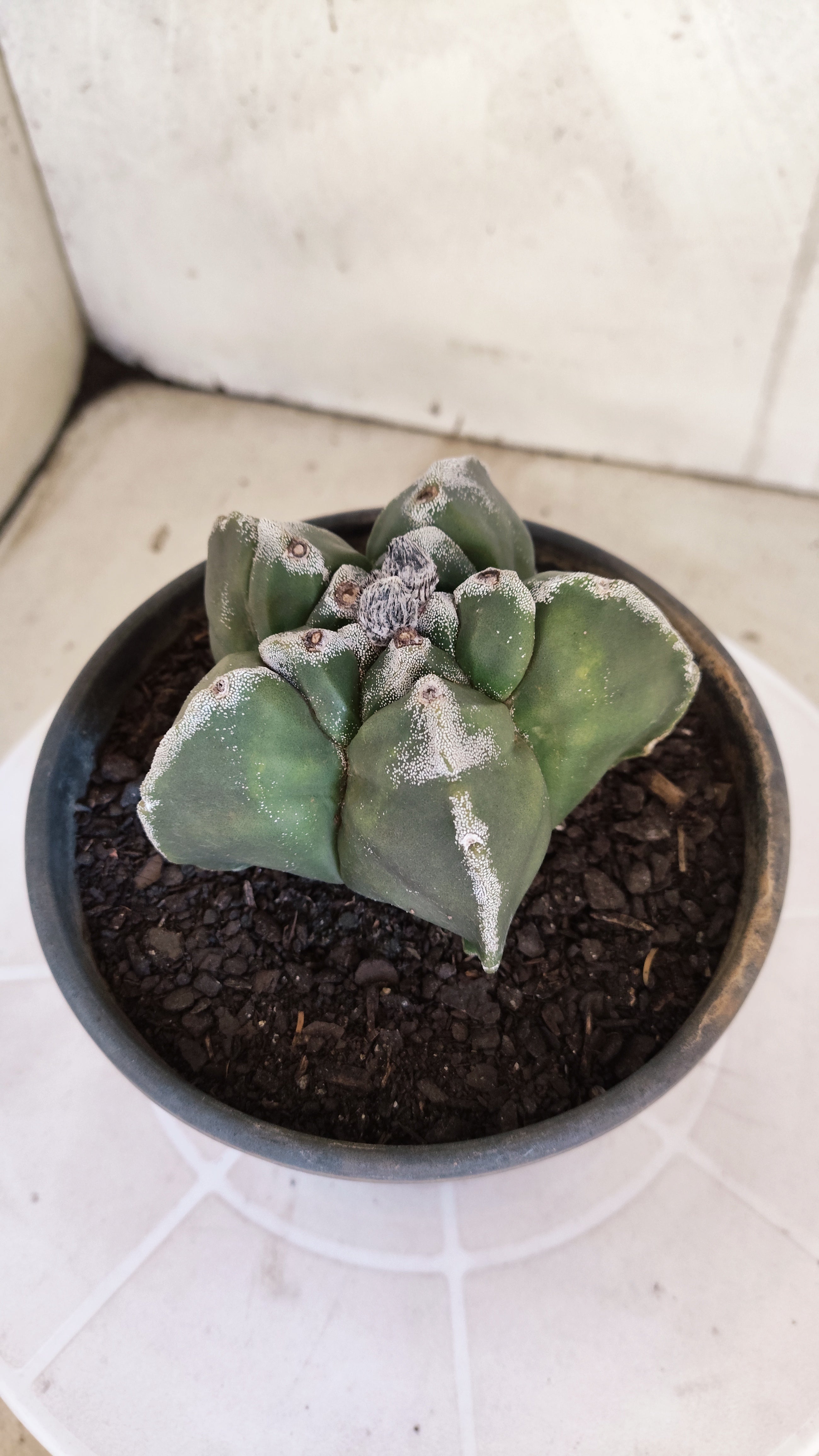 MATRIZ ASTROPHYTUM cv KIKKO   Nº 1073 – vaso 15