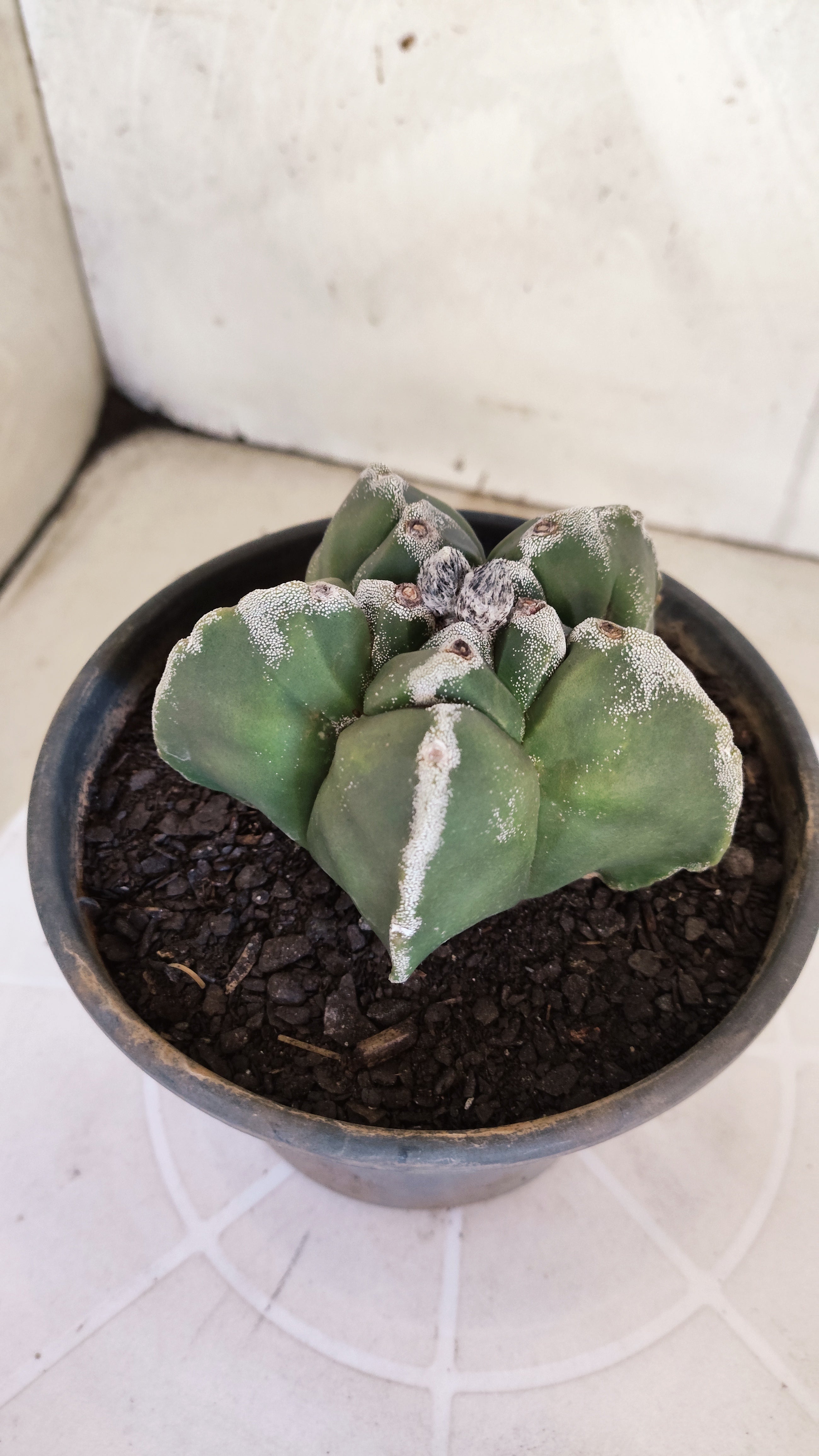 MATRIZ ASTROPHYTUM cv KIKKO   Nº 1073 – vaso 15