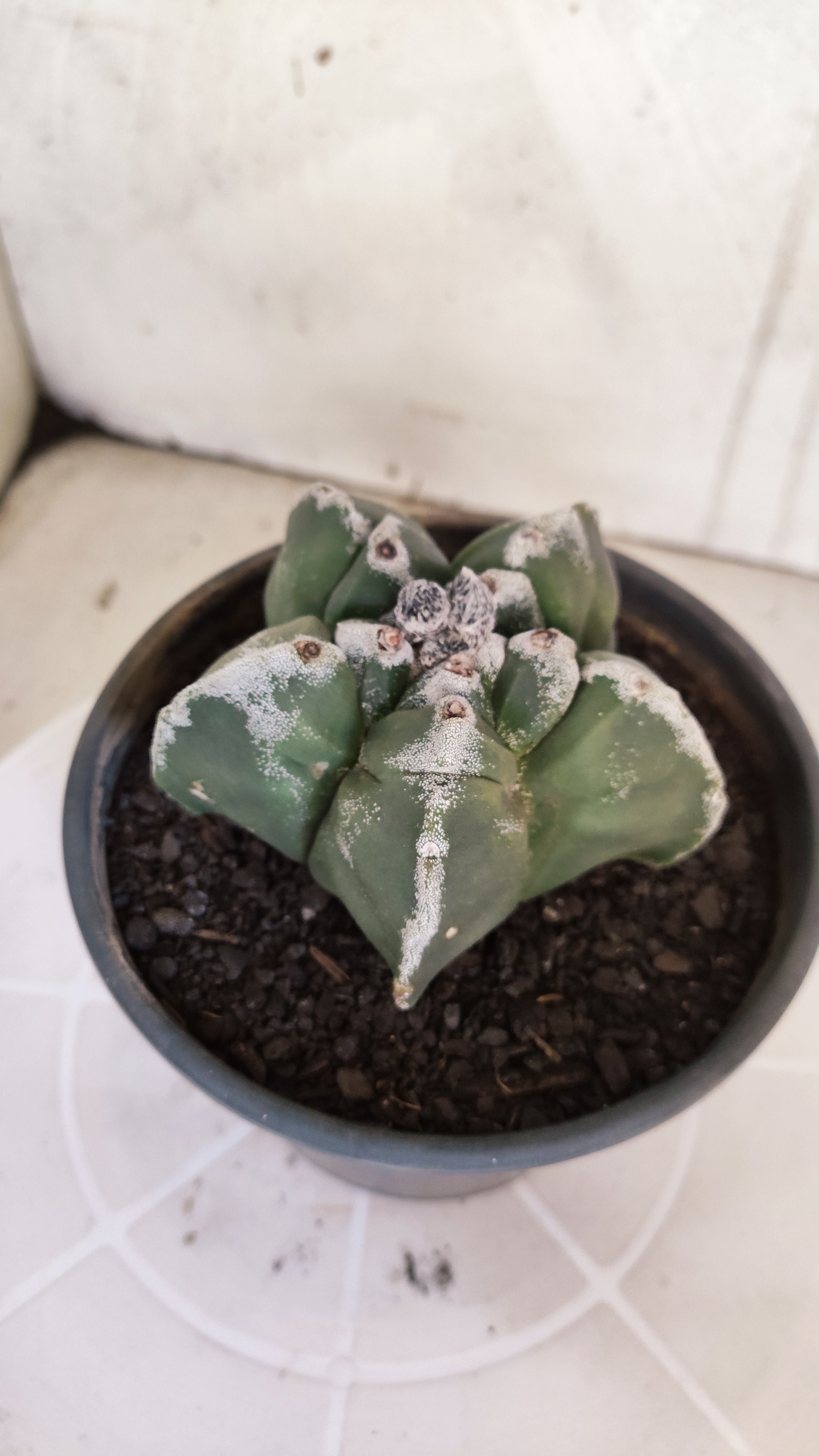 MATRIZ ASTROPHYTUM cv KIKKO   Nº 1073 – vaso 15