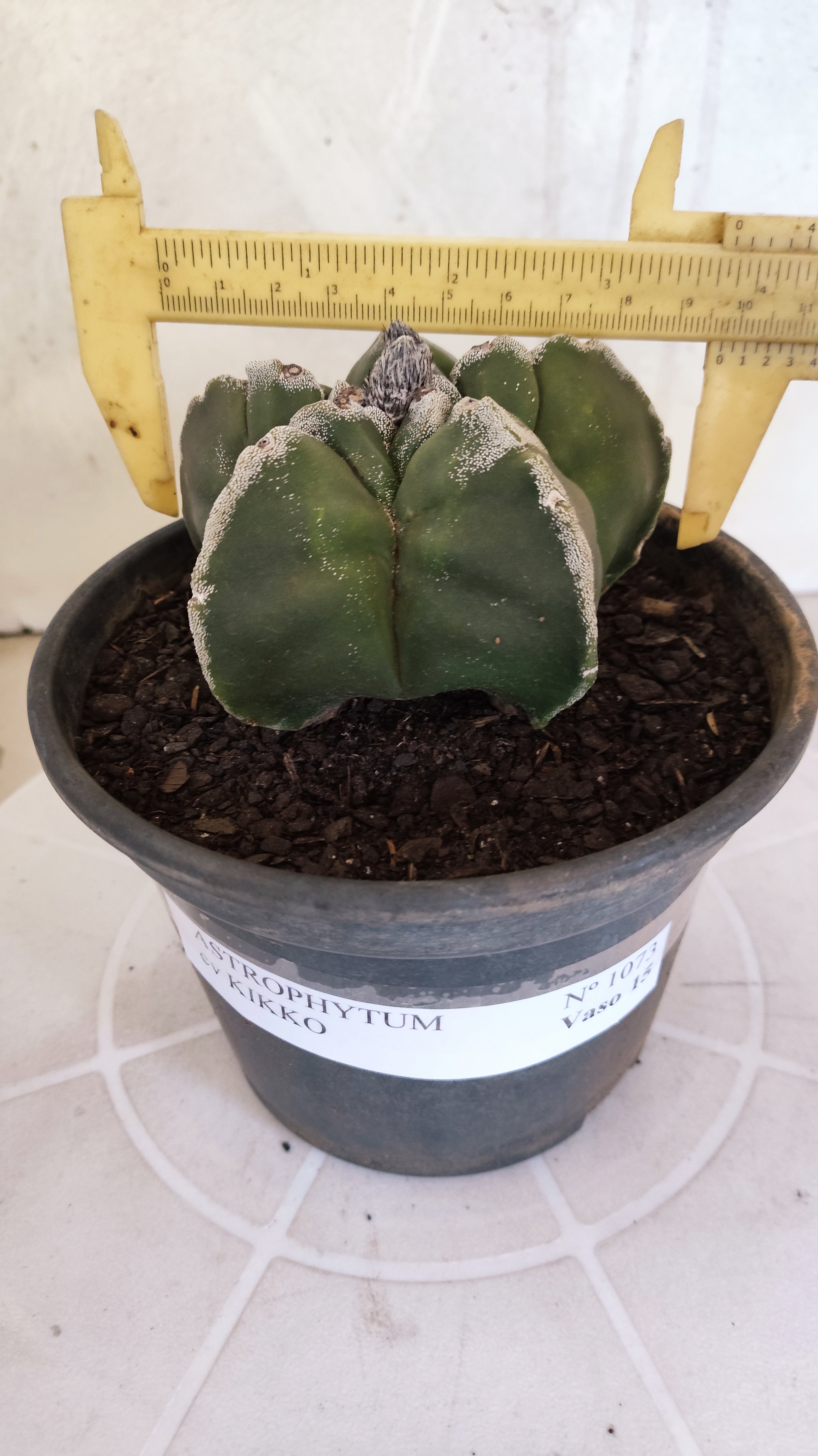 MATRIZ ASTROPHYTUM cv KIKKO   Nº 1073 – vaso 15