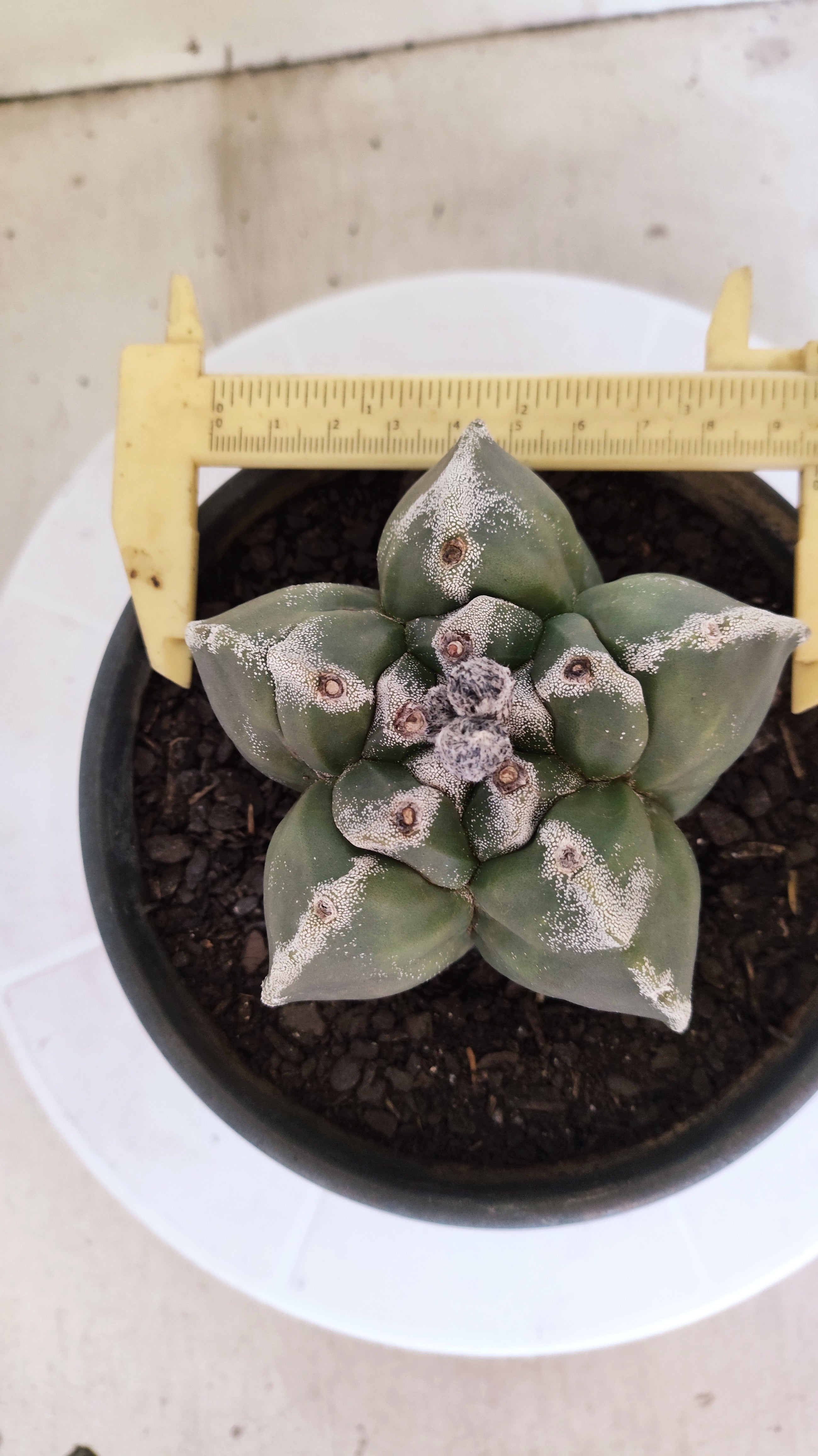 MATRIZ ASTROPHYTUM cv KIKKO   Nº 1073 – vaso 15