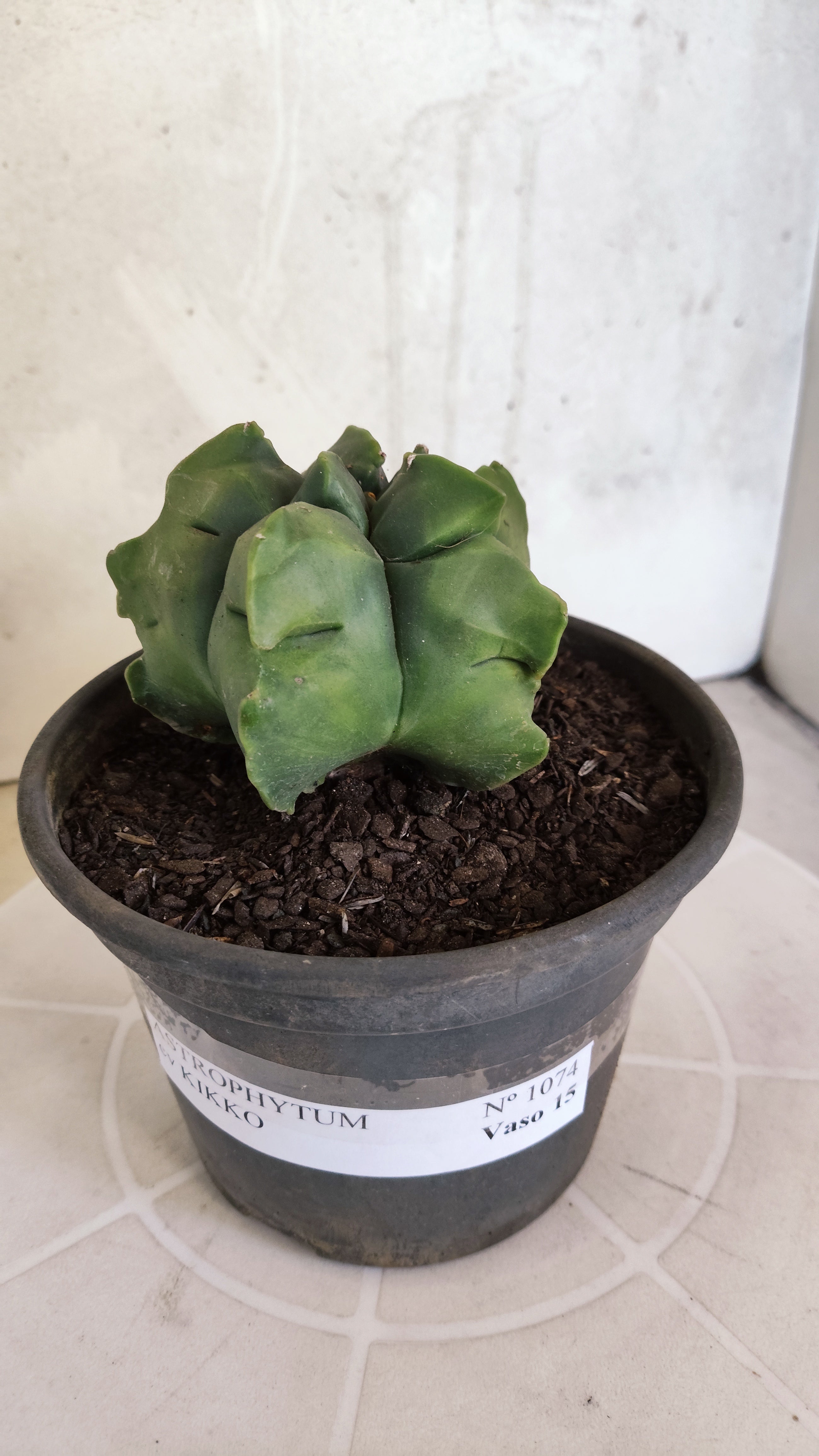 MATRIZ ASTROPHYTUM cv KIKKO   Nº 1074 – vaso 15