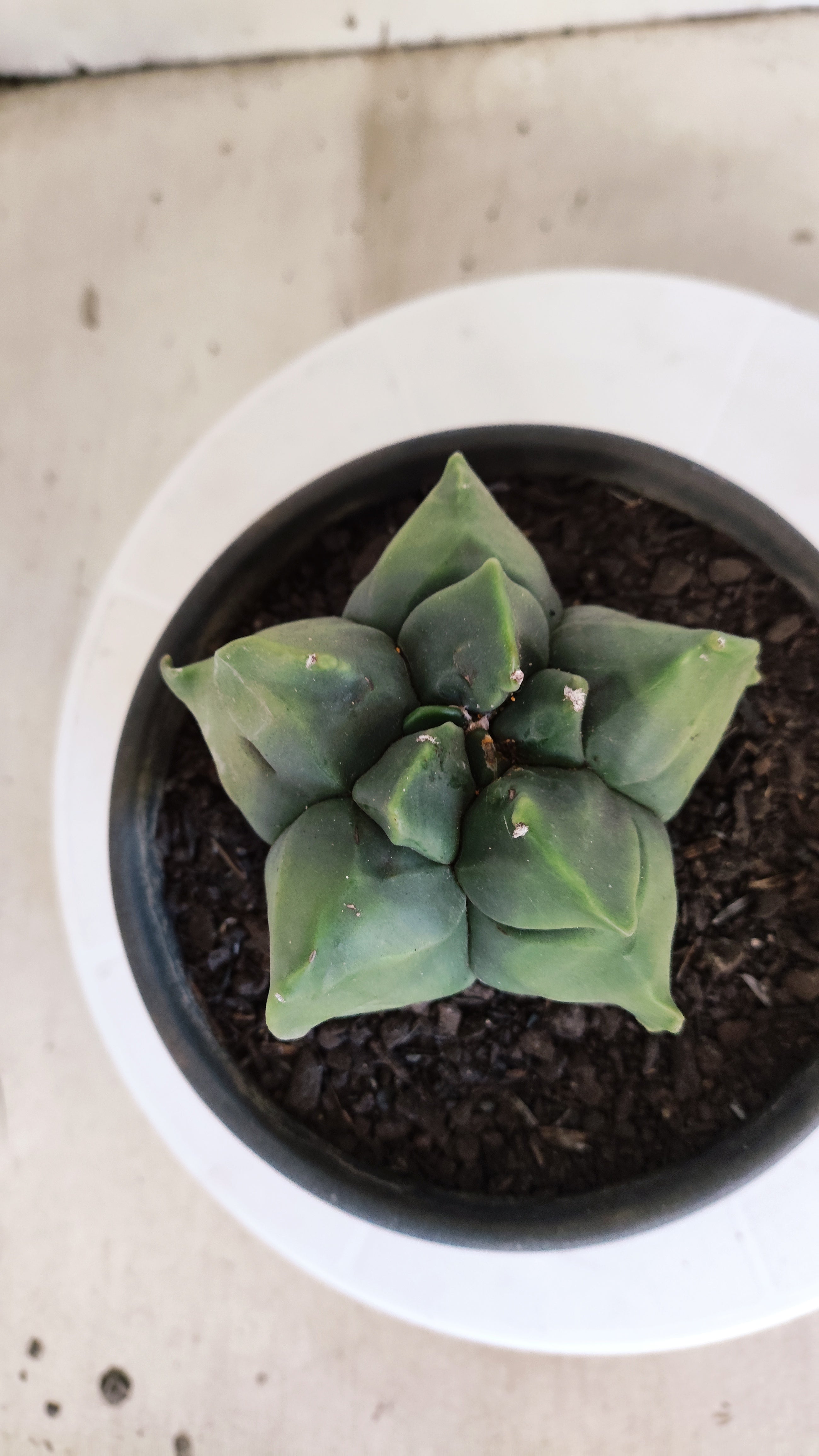 MATRIZ ASTROPHYTUM cv KIKKO   Nº 1074 – vaso 15