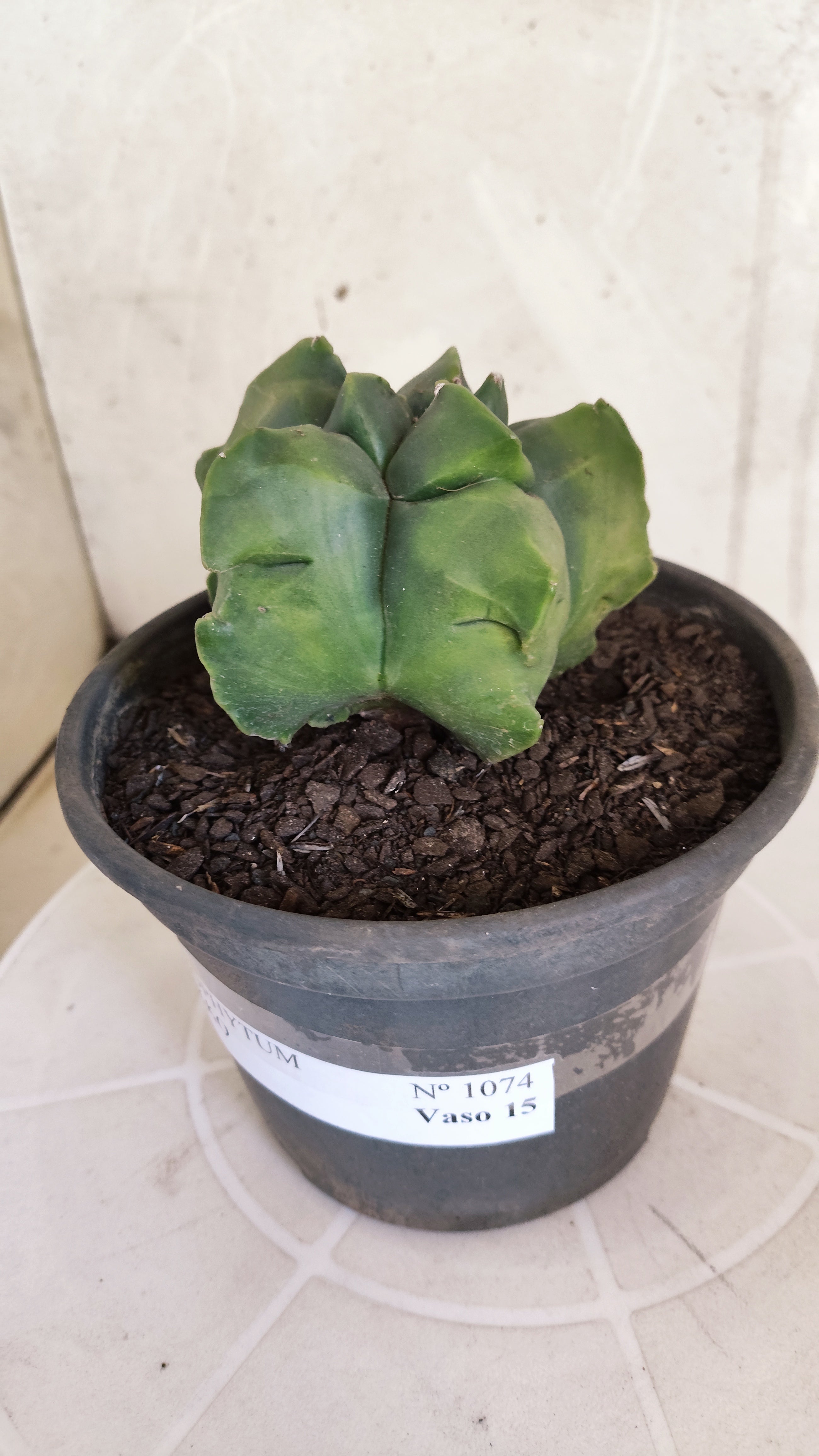 MATRIZ ASTROPHYTUM cv KIKKO   Nº 1074 – vaso 15