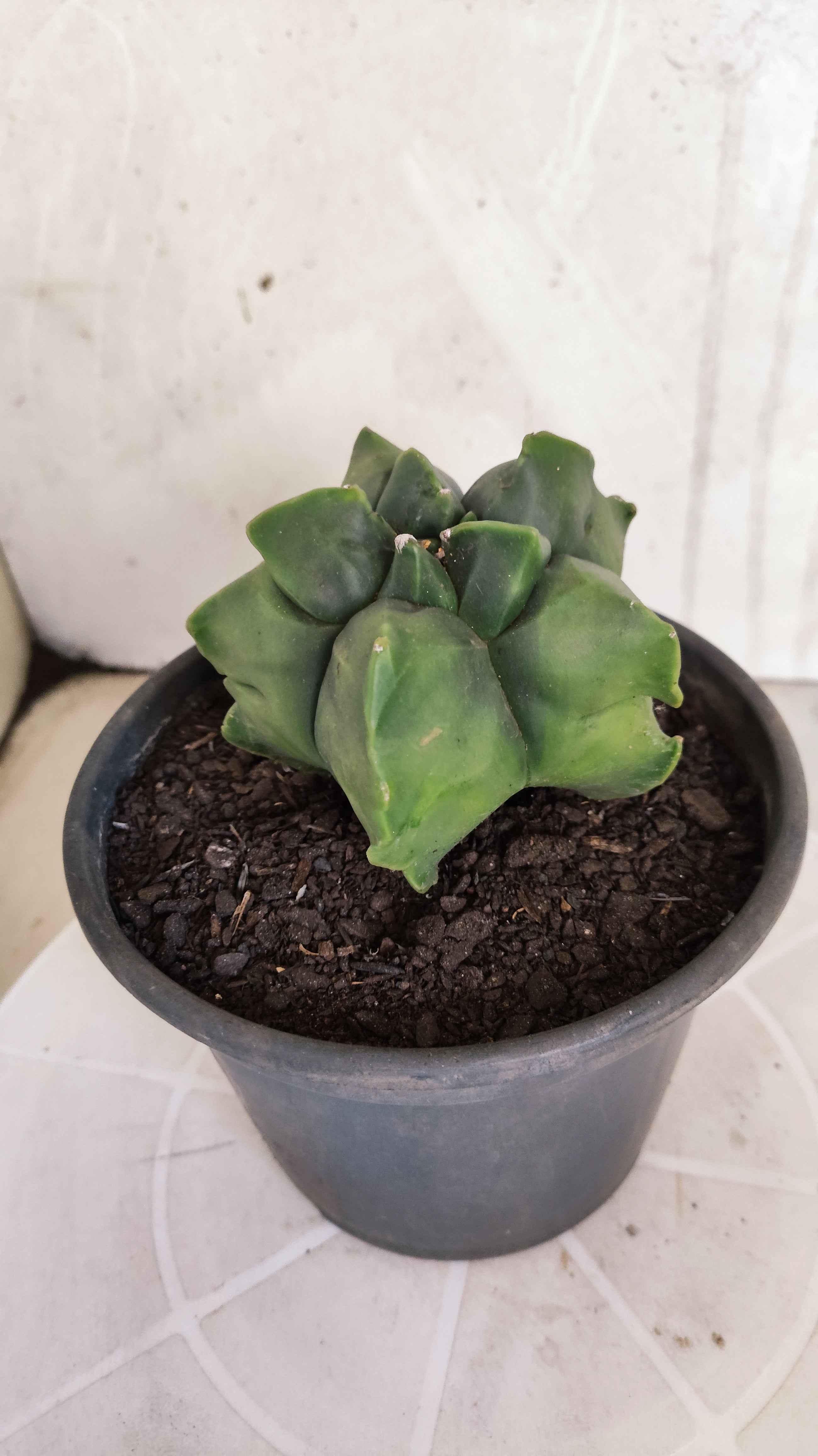 MATRIZ ASTROPHYTUM cv KIKKO   Nº 1074 – vaso 15