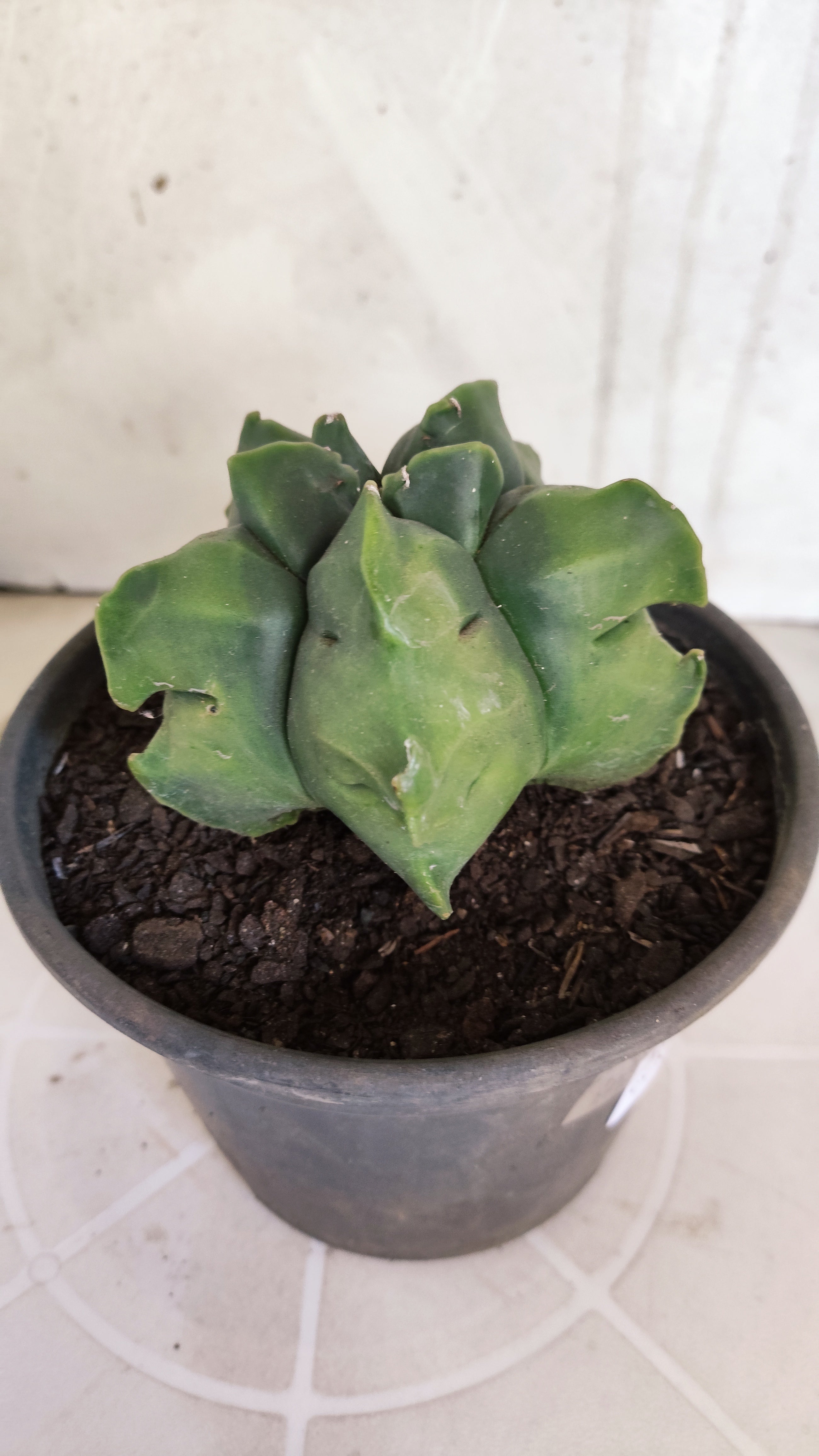 MATRIZ ASTROPHYTUM cv KIKKO   Nº 1074 – vaso 15