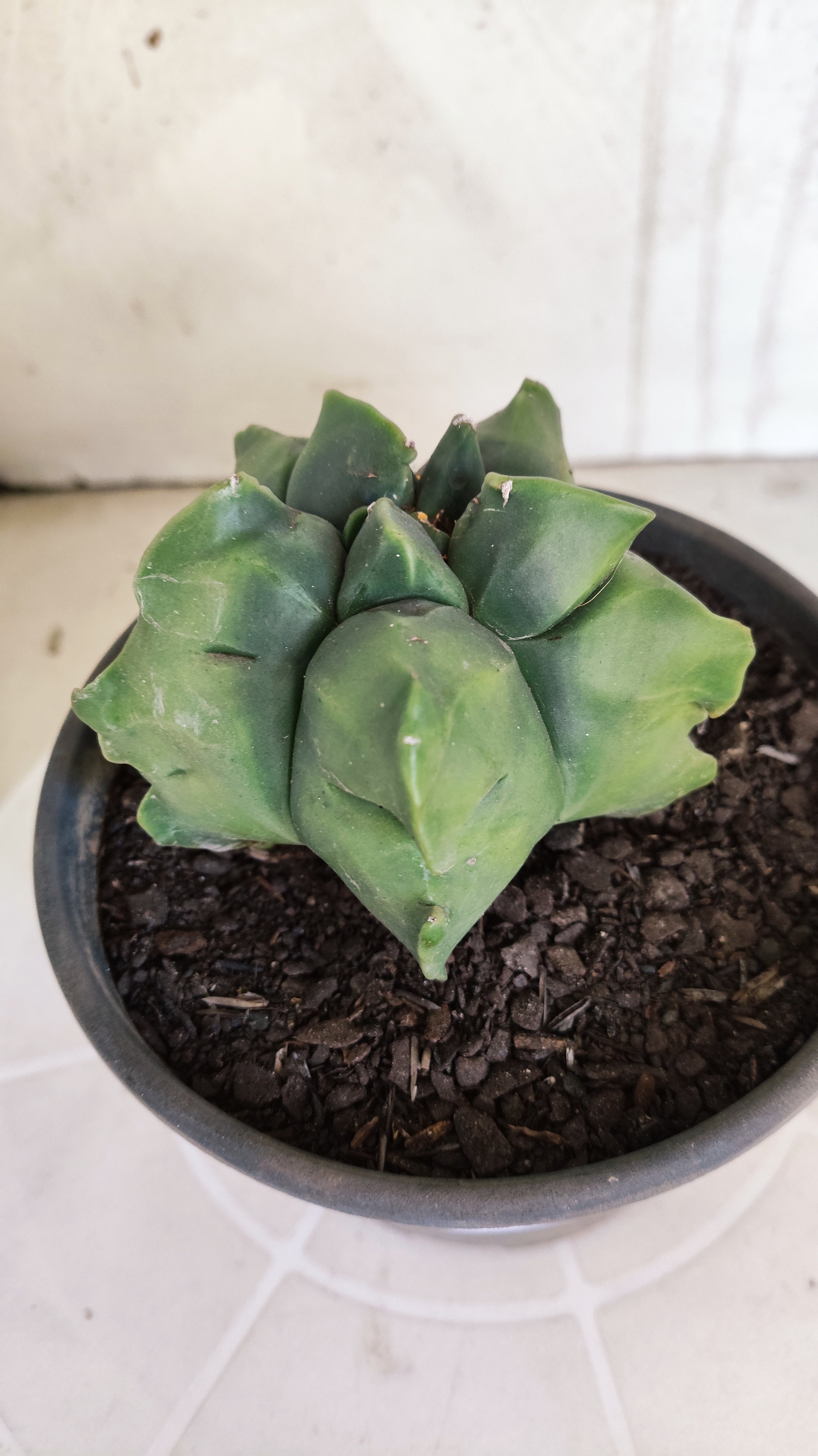 MATRIZ ASTROPHYTUM cv KIKKO   Nº 1074 – vaso 15