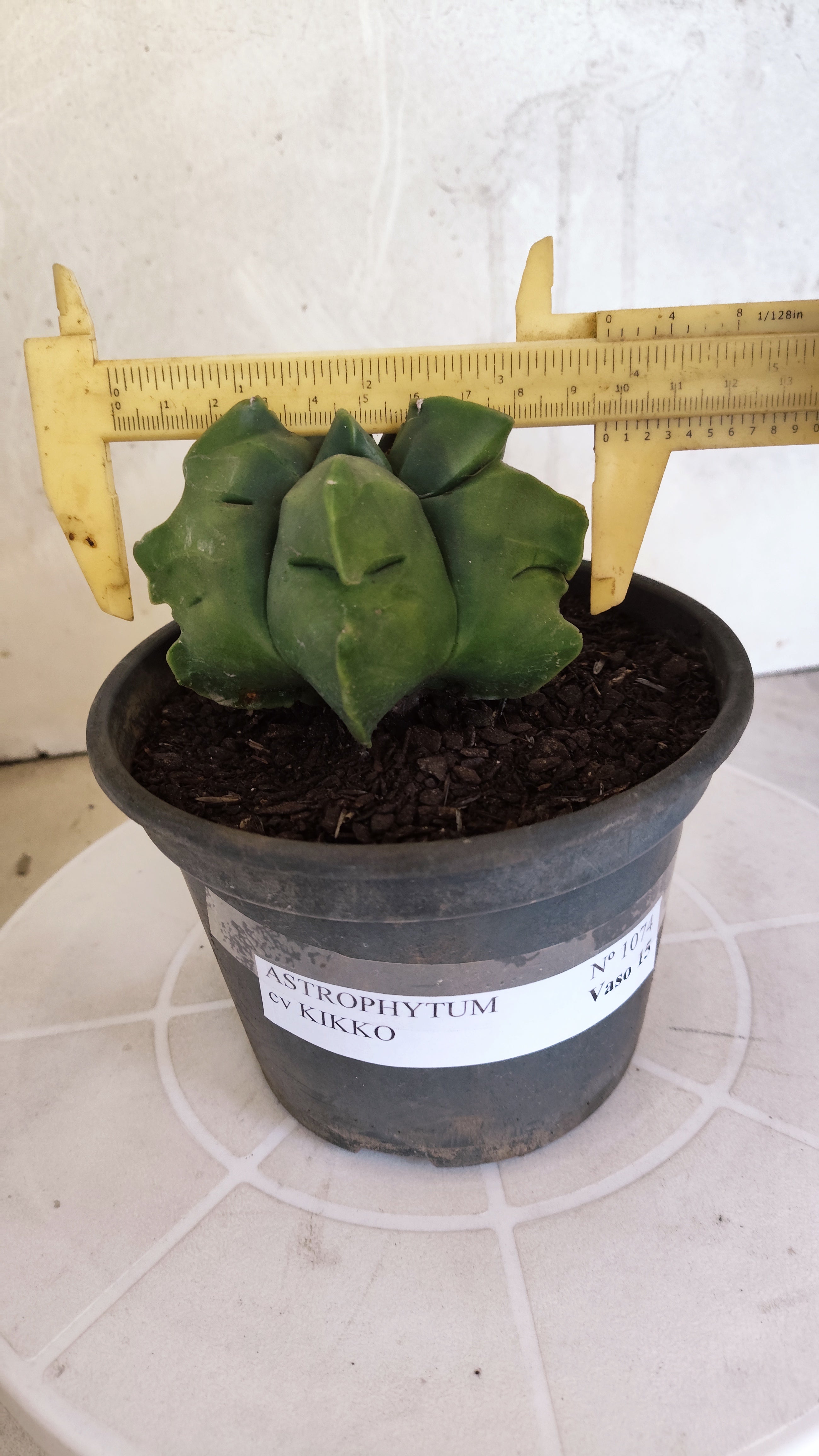 MATRIZ ASTROPHYTUM cv KIKKO   Nº 1074 – vaso 15
