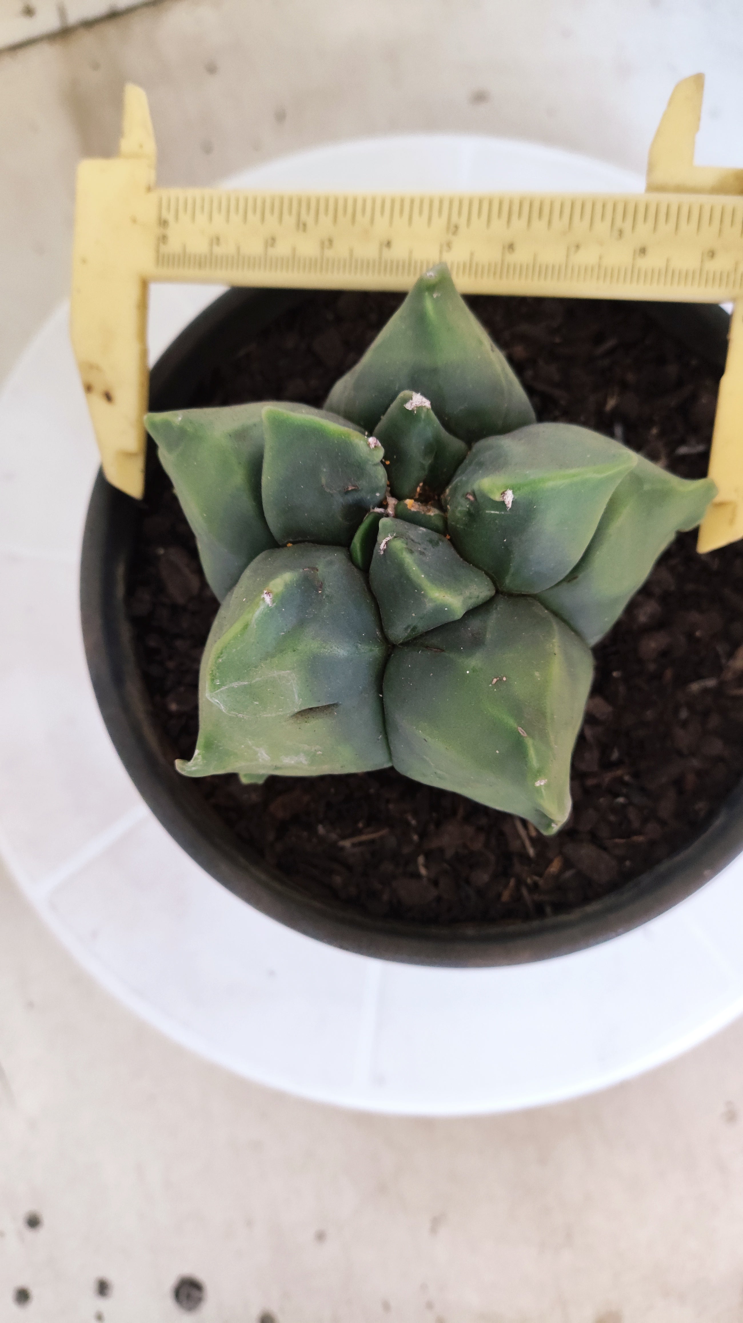 MATRIZ ASTROPHYTUM cv KIKKO   Nº 1074 – vaso 15