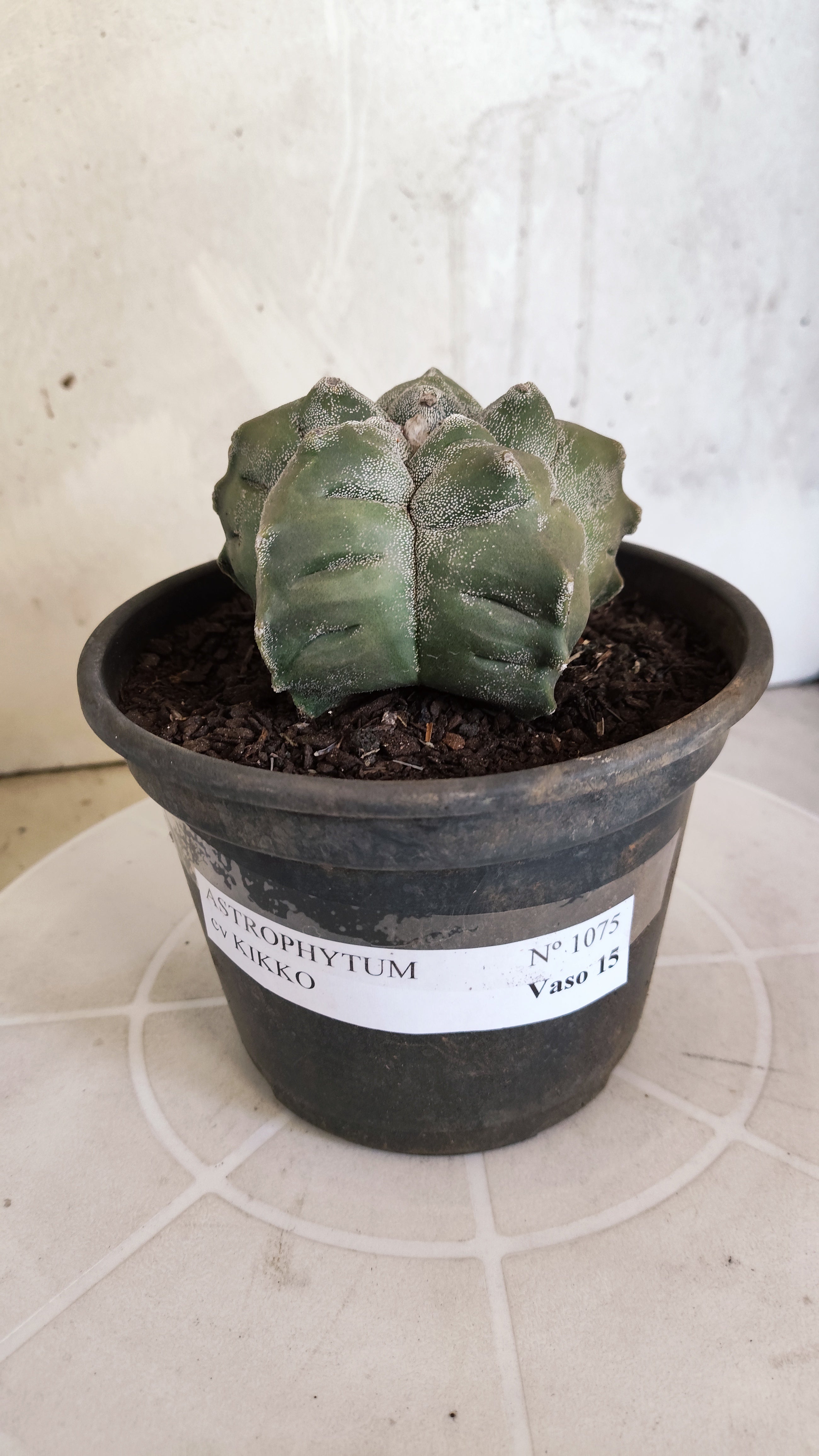 MATRIZ ASTROPHYTUM cv KIKKO   Nº 1075 – vaso 15