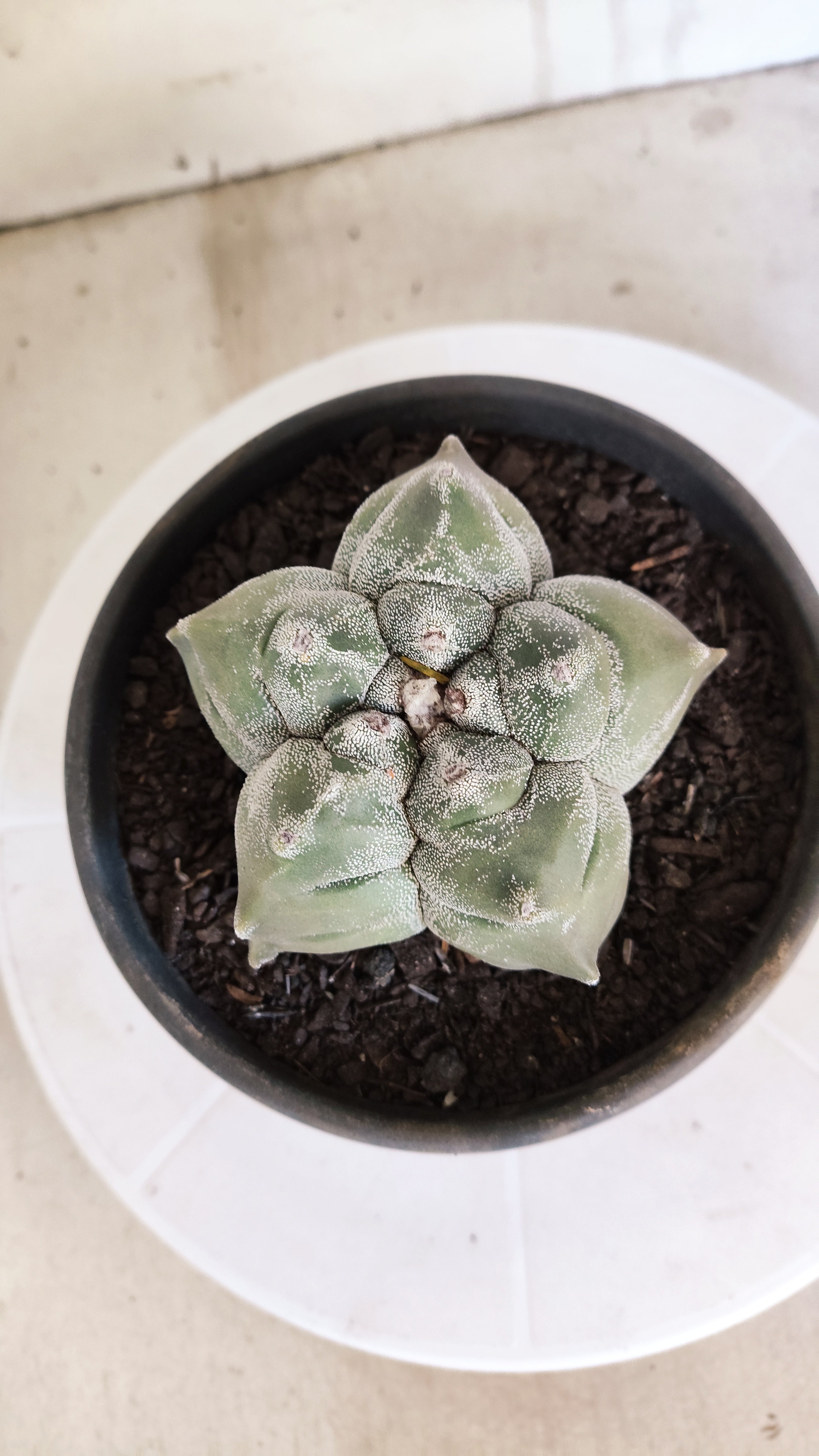 MATRIZ ASTROPHYTUM cv KIKKO   Nº 1075 – vaso 15