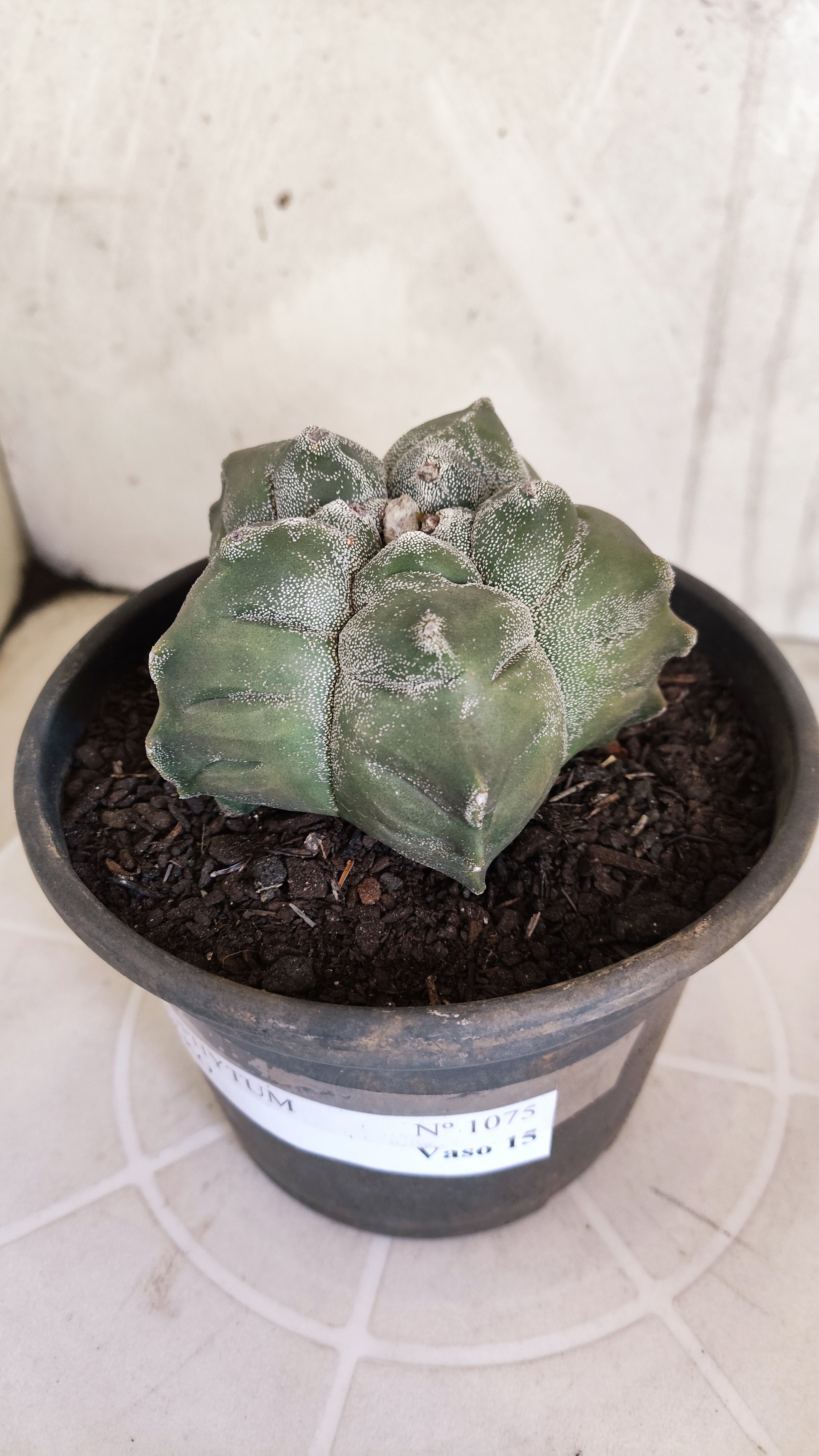 MATRIZ ASTROPHYTUM cv KIKKO   Nº 1075 – vaso 15