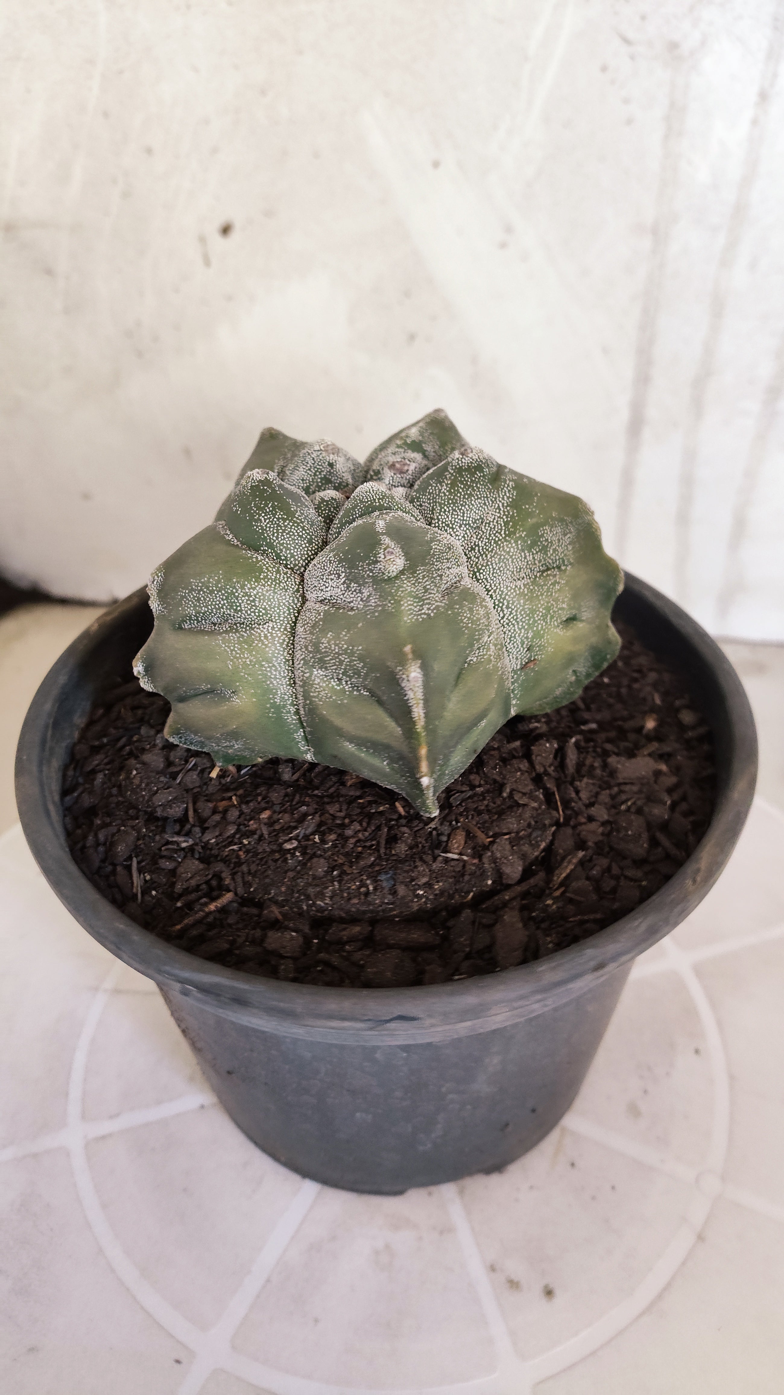 MATRIZ ASTROPHYTUM cv KIKKO   Nº 1075 – vaso 15