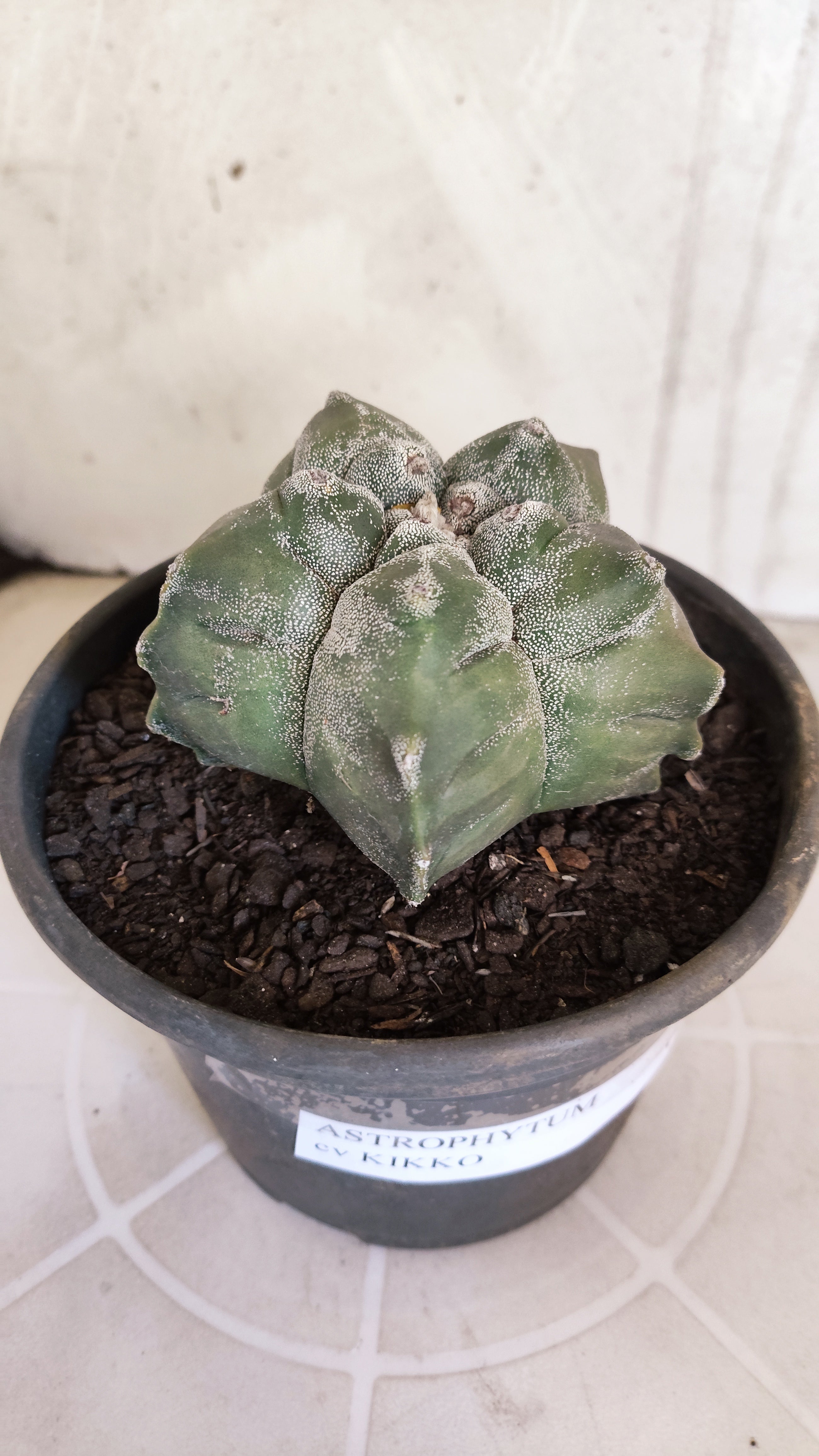 MATRIZ ASTROPHYTUM cv KIKKO   Nº 1075 – vaso 15