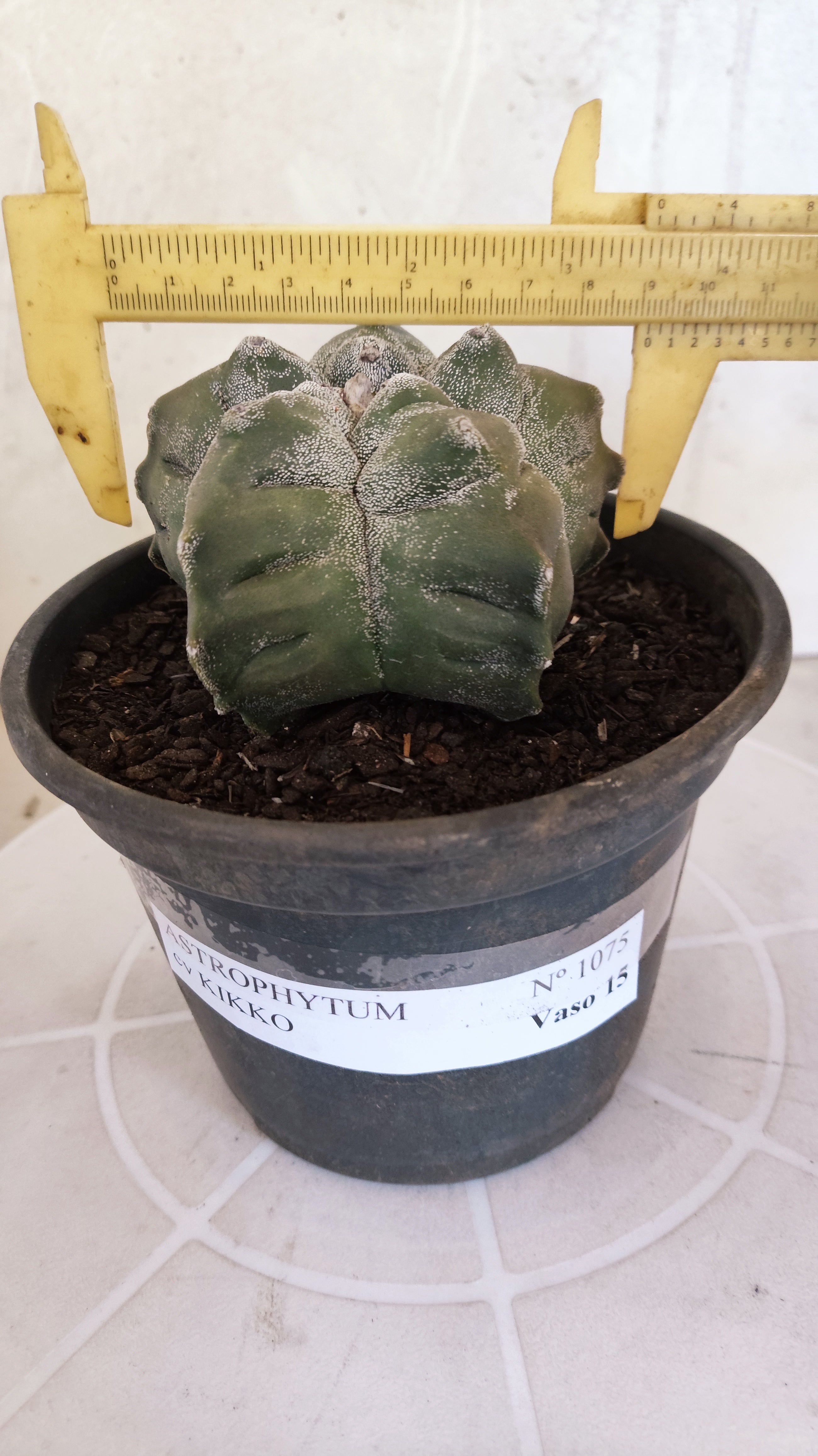 MATRIZ ASTROPHYTUM cv KIKKO   Nº 1075 – vaso 15
