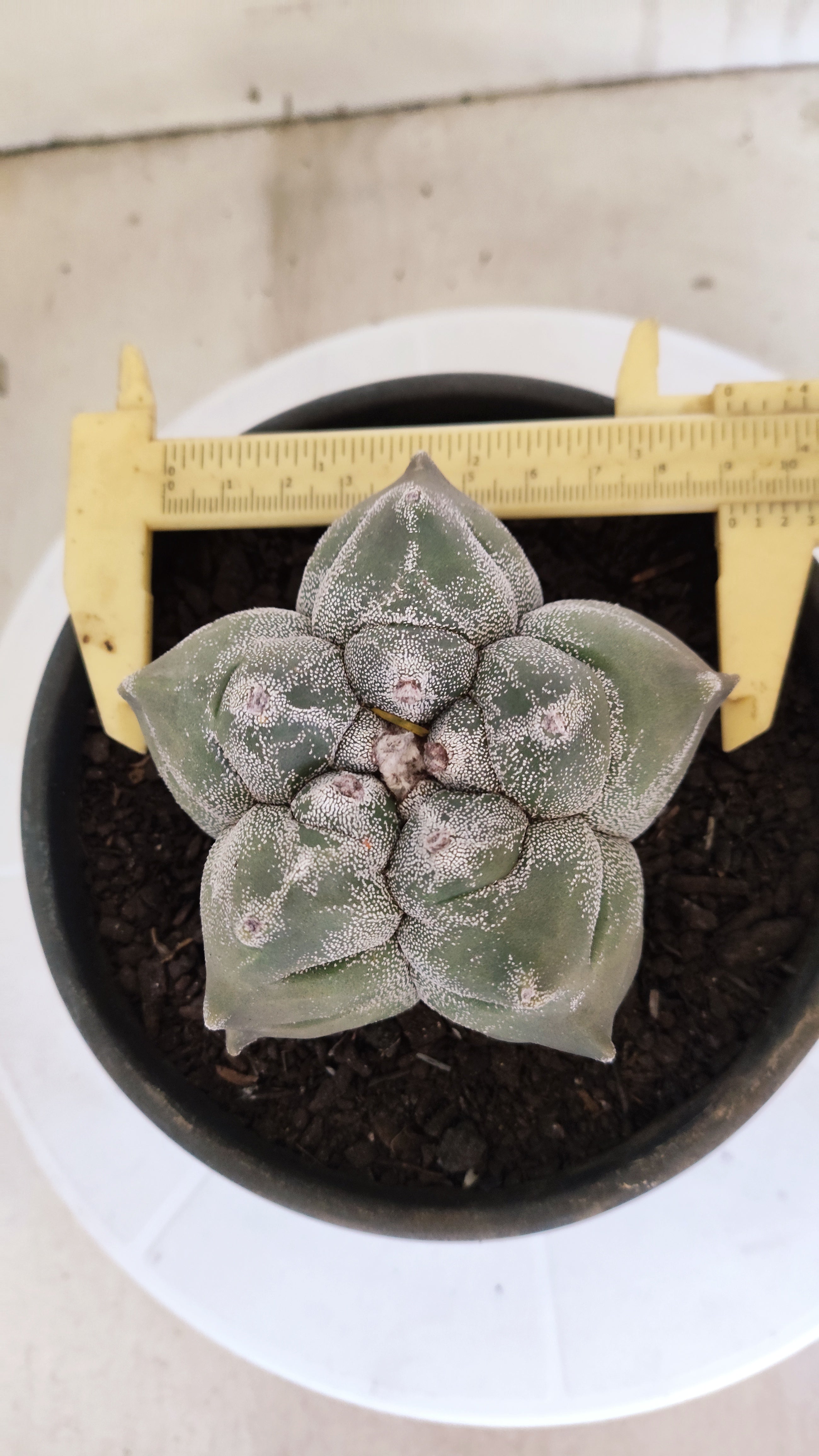 MATRIZ ASTROPHYTUM cv KIKKO   Nº 1075 – vaso 15