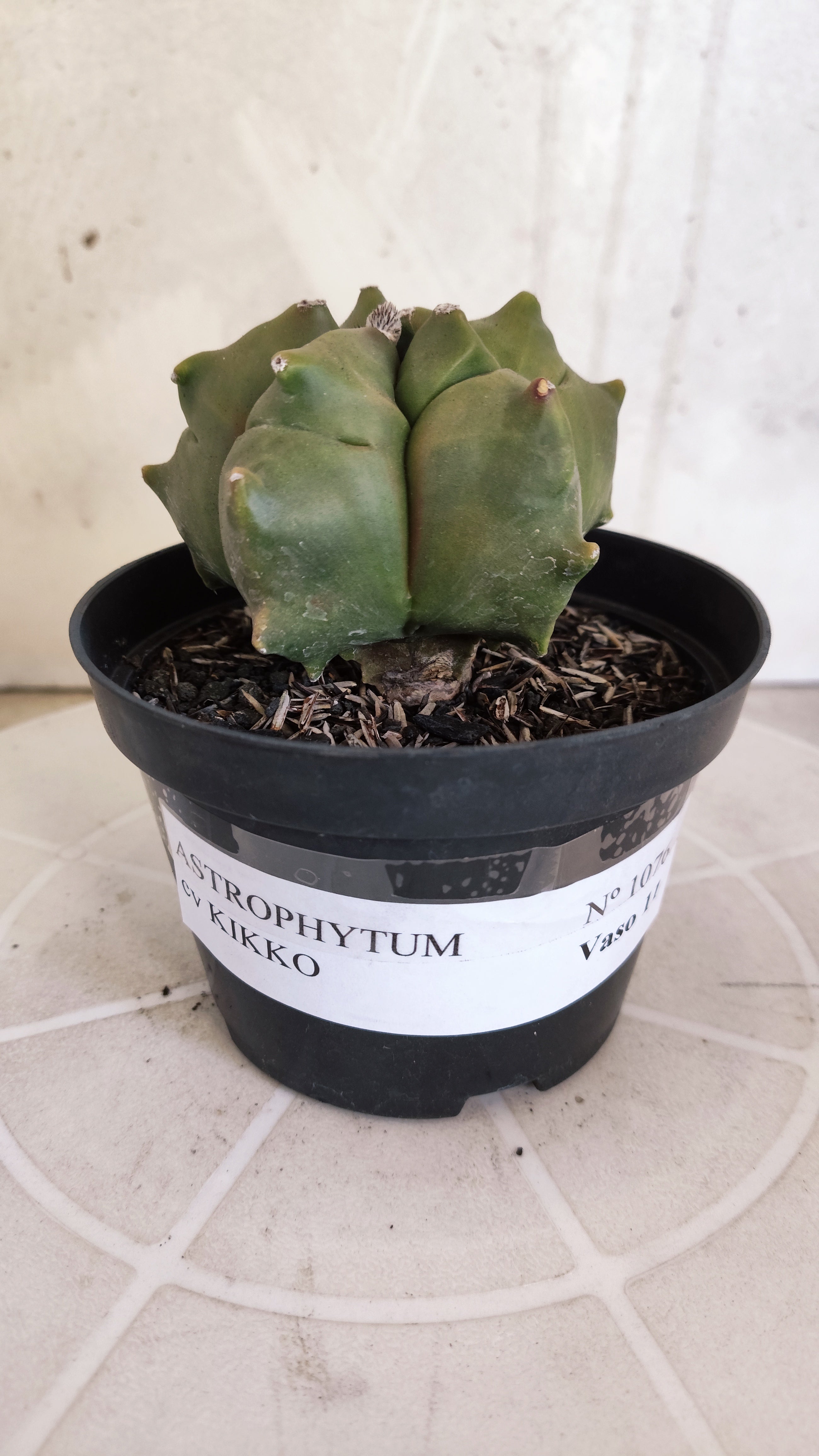 MATRIZ ASTROPHYTUM cv KIKKO   Nº 1076 – vaso 11