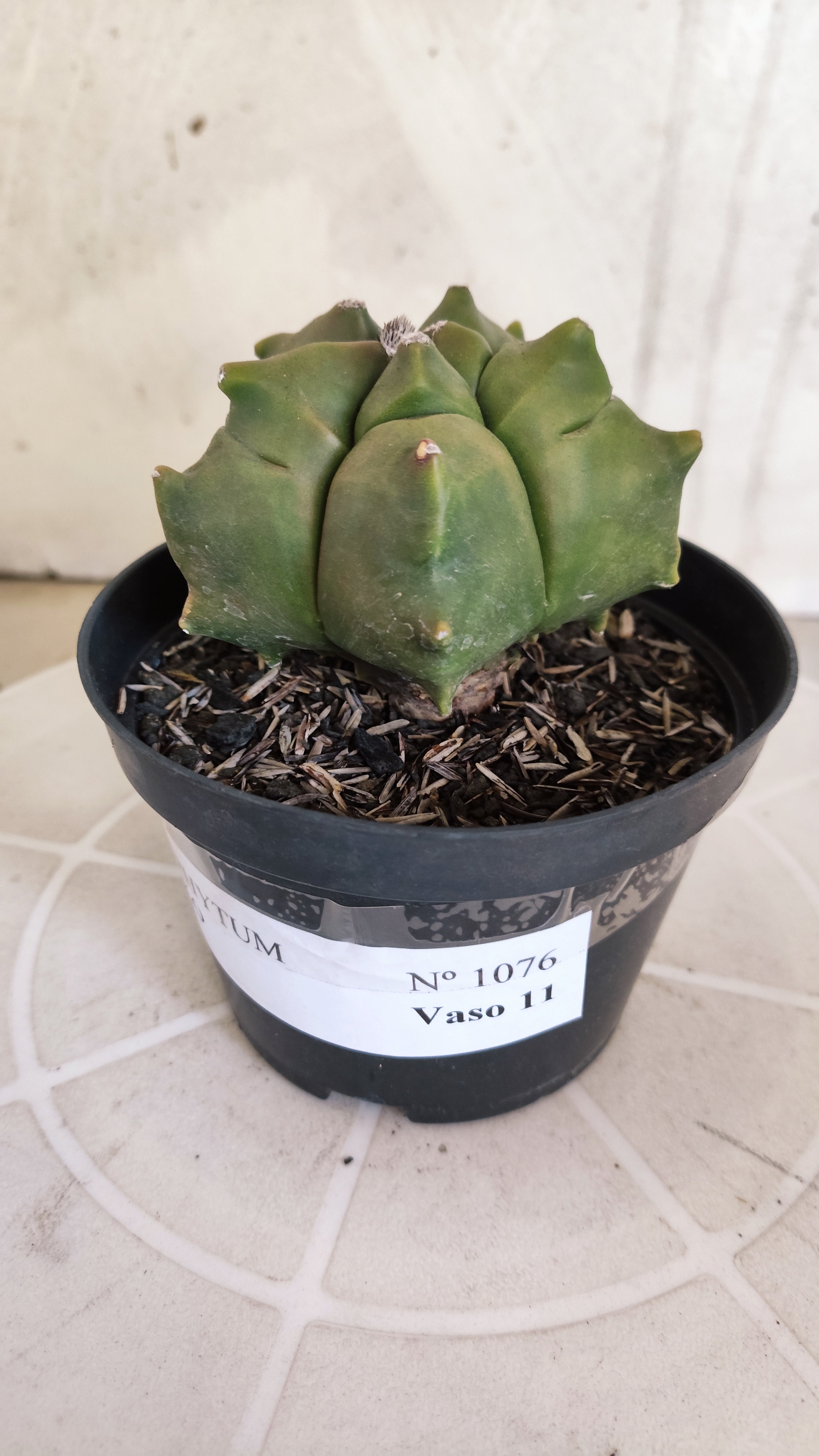 MATRIZ ASTROPHYTUM cv KIKKO   Nº 1076 – vaso 11