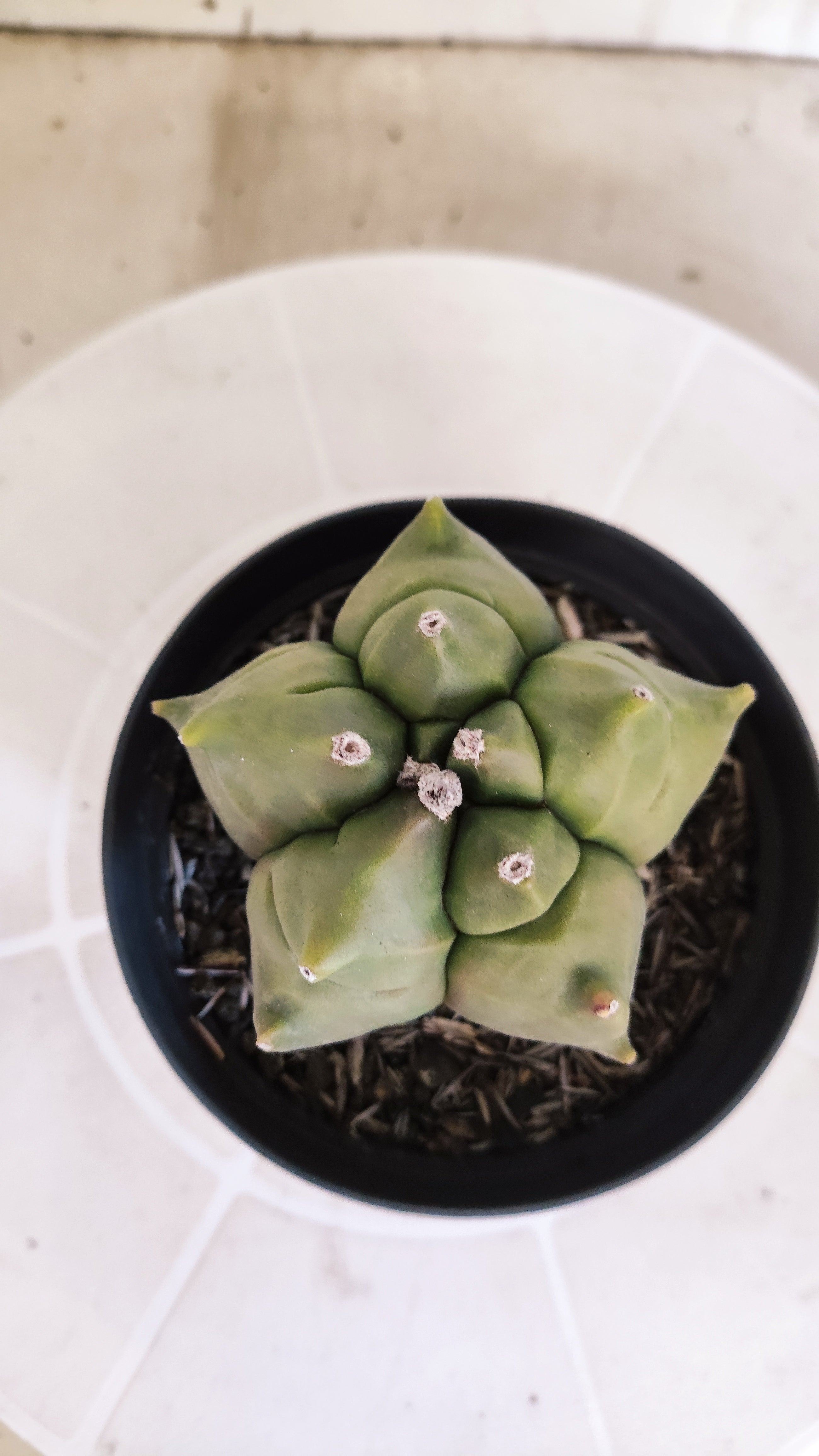 MATRIZ ASTROPHYTUM cv KIKKO   Nº 1076 – vaso 11