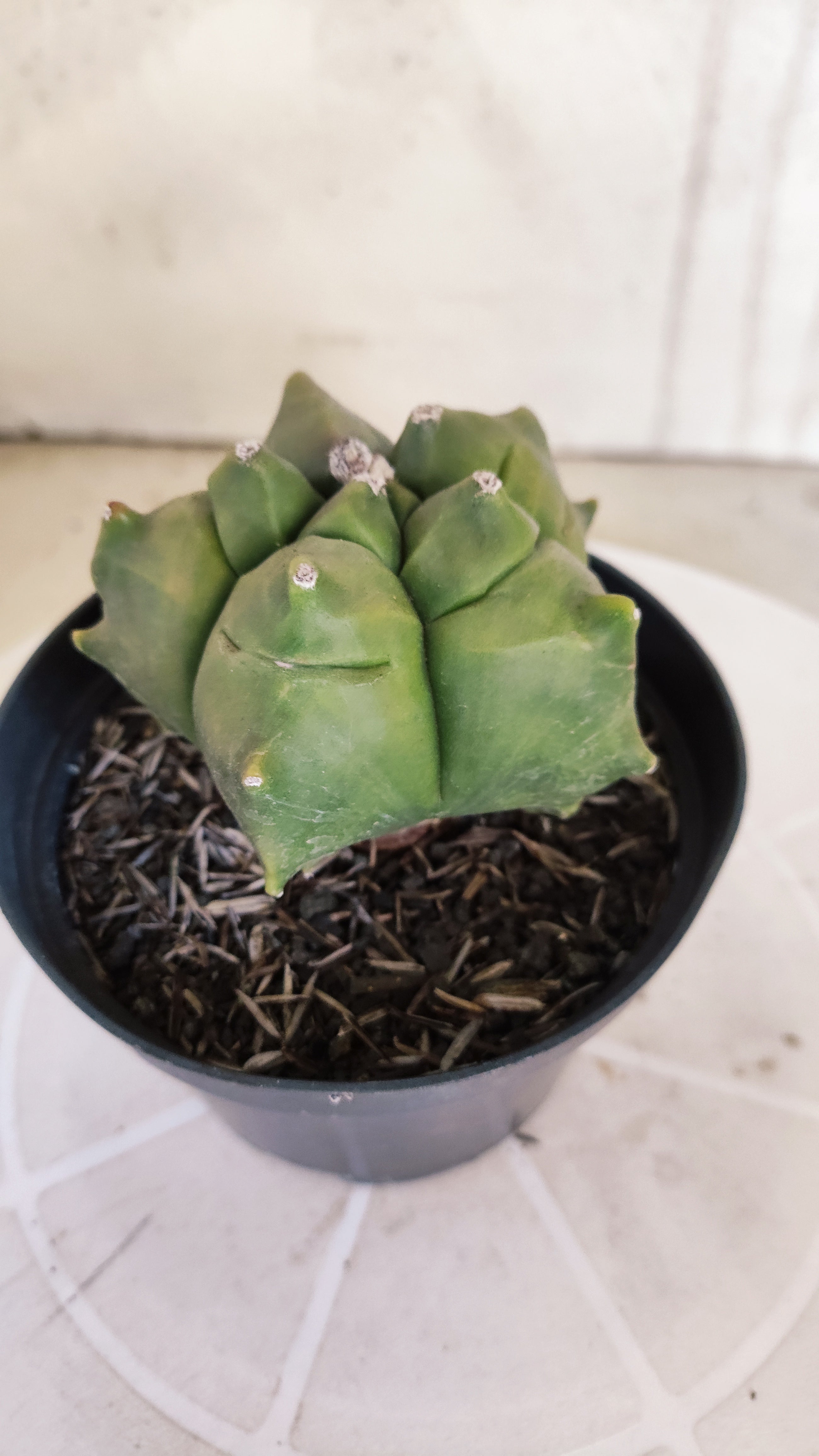 MATRIZ ASTROPHYTUM cv KIKKO   Nº 1076 – vaso 11