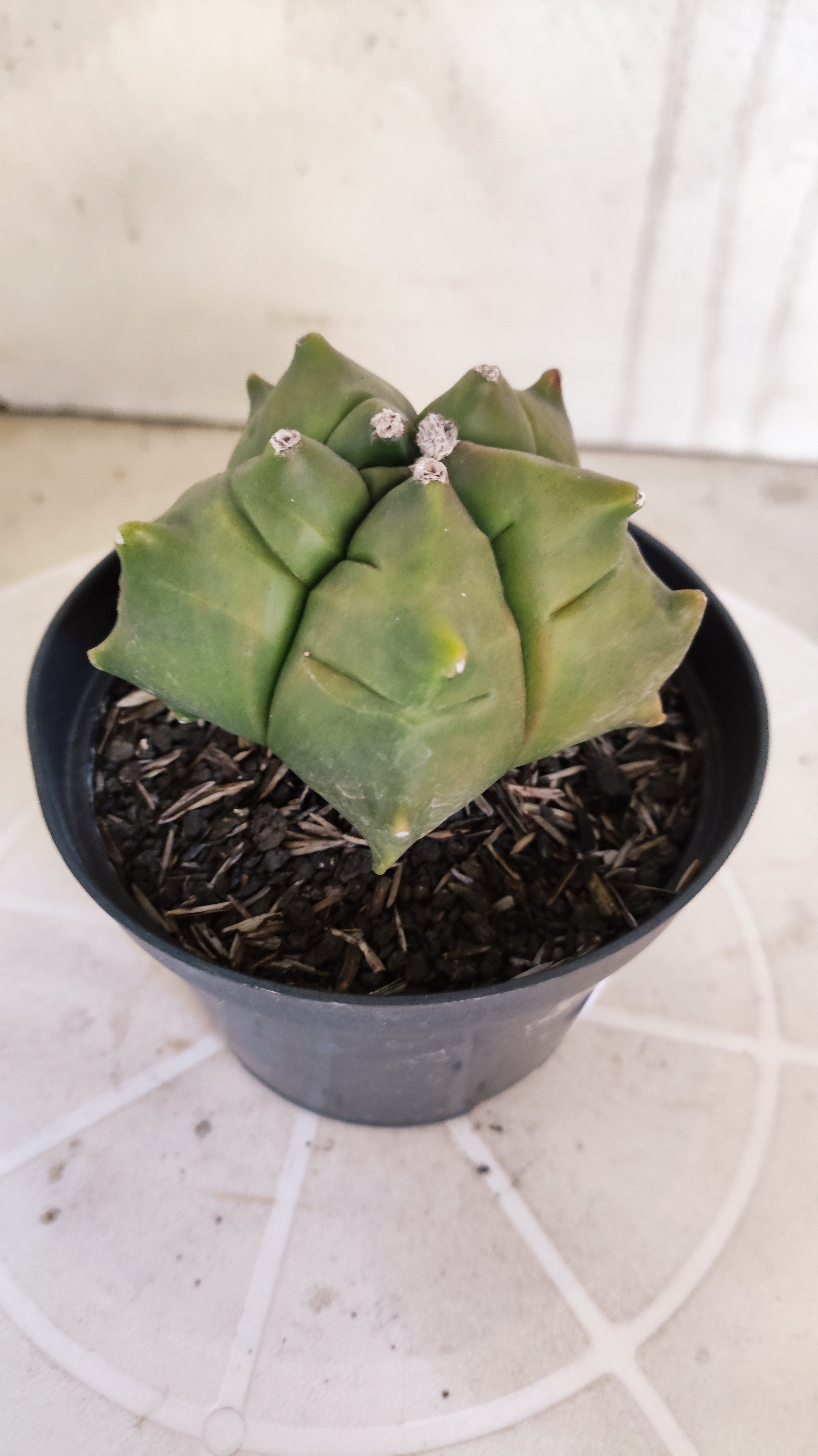 MATRIZ ASTROPHYTUM cv KIKKO   Nº 1076 – vaso 11