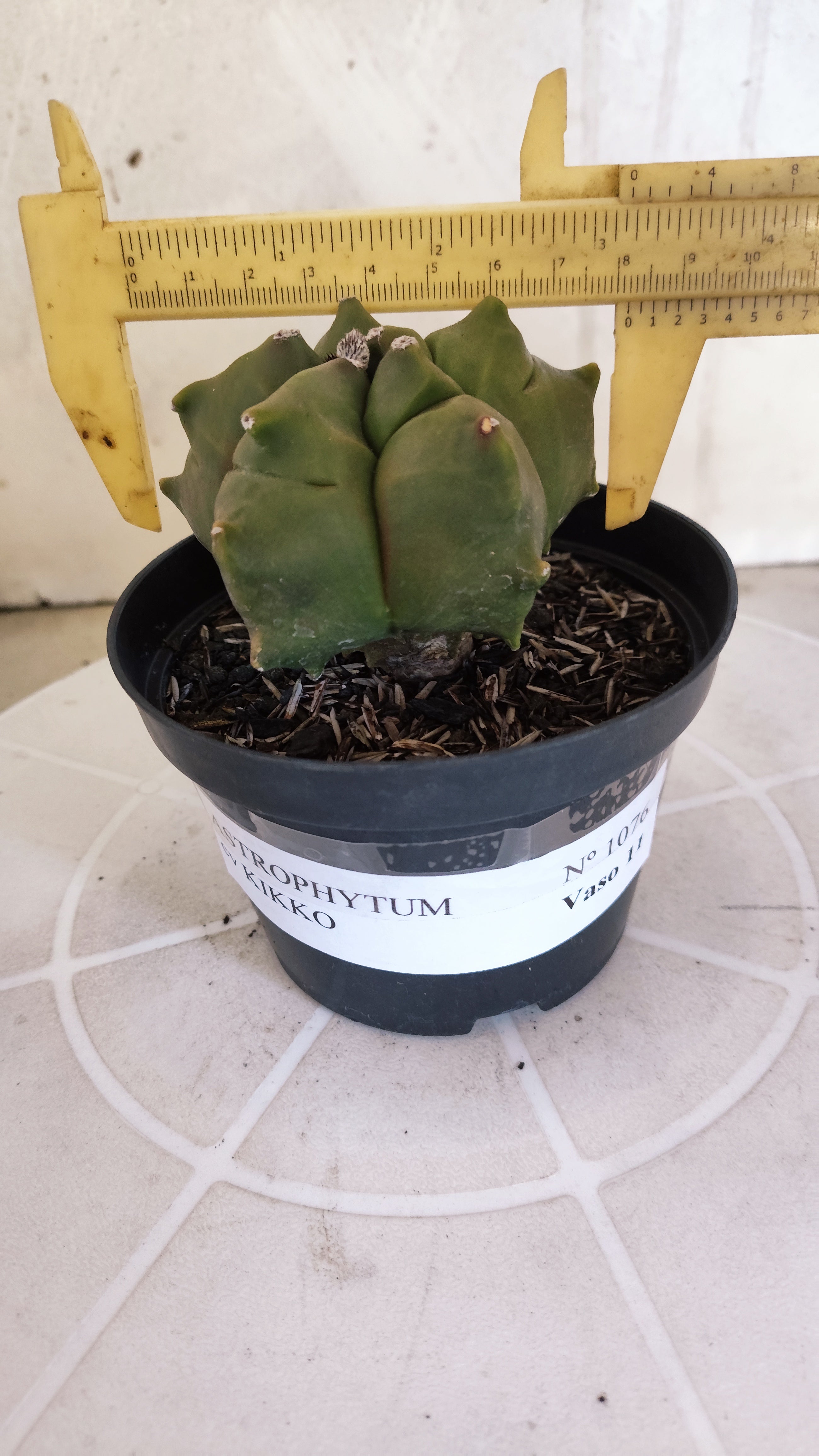 MATRIZ ASTROPHYTUM cv KIKKO   Nº 1076 – vaso 11