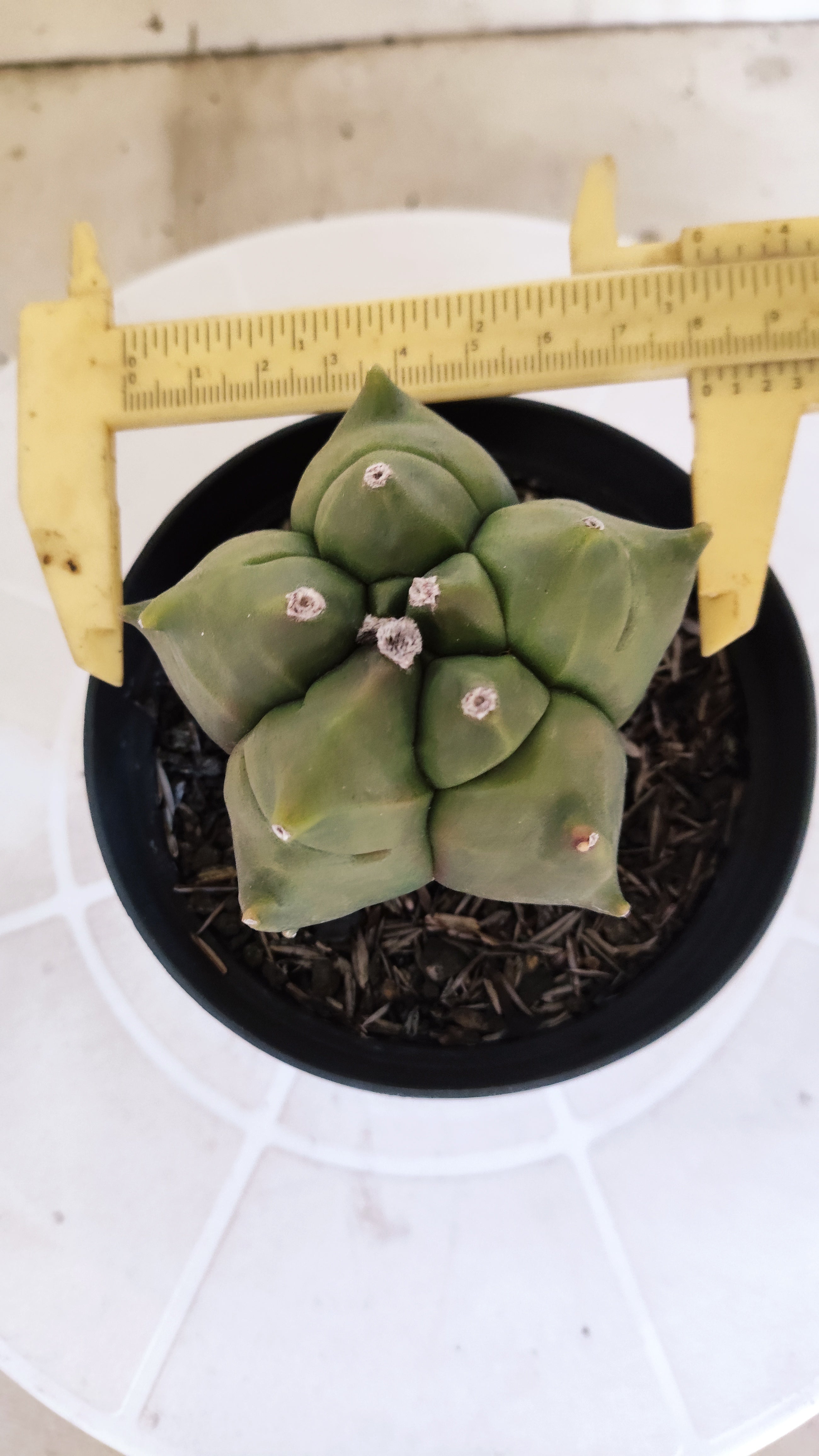 MATRIZ ASTROPHYTUM cv KIKKO   Nº 1076 – vaso 11