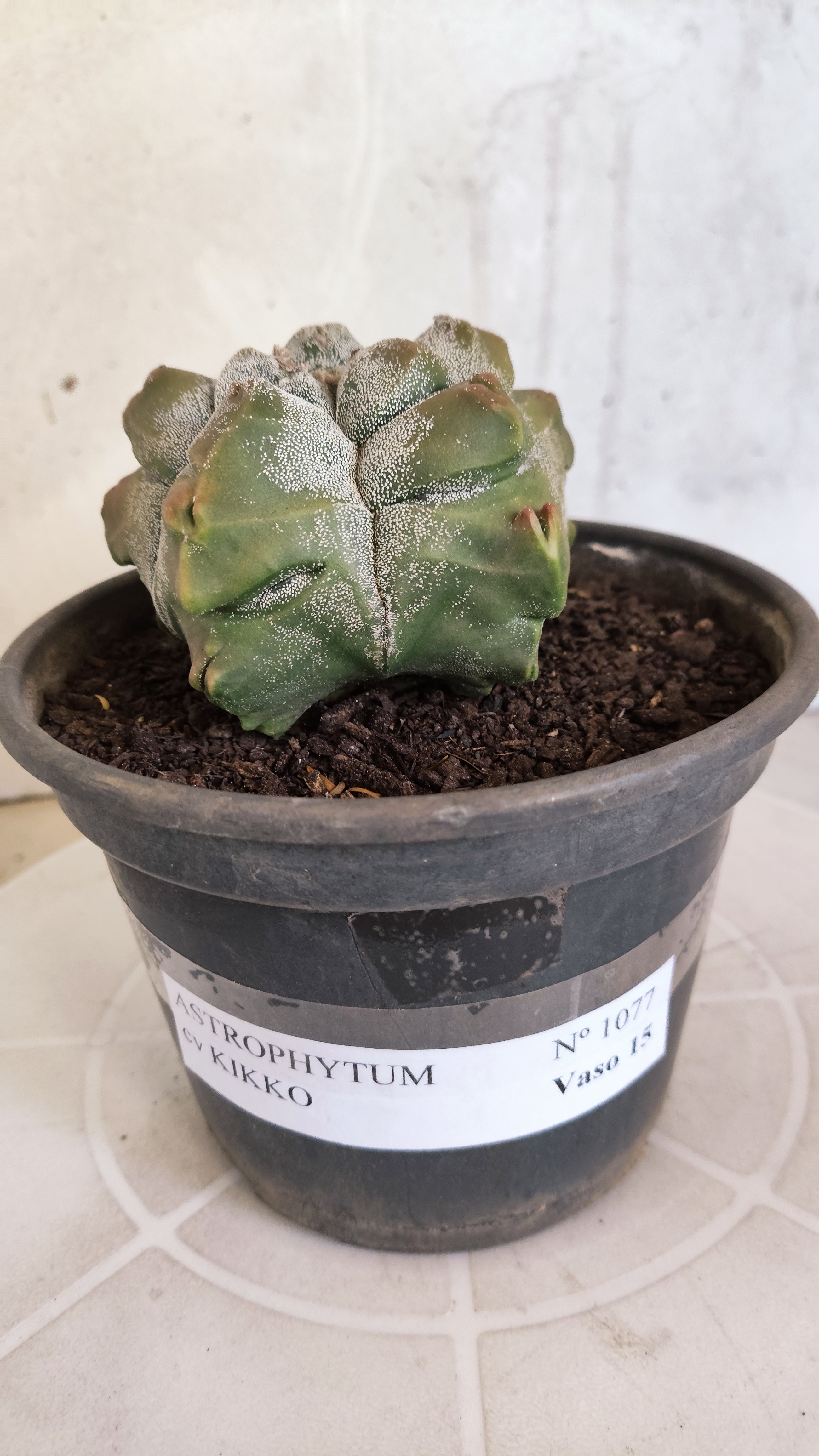 MATRIZ ASTROPHYTUM cv KIKKO   Nº 1077 – vaso 15