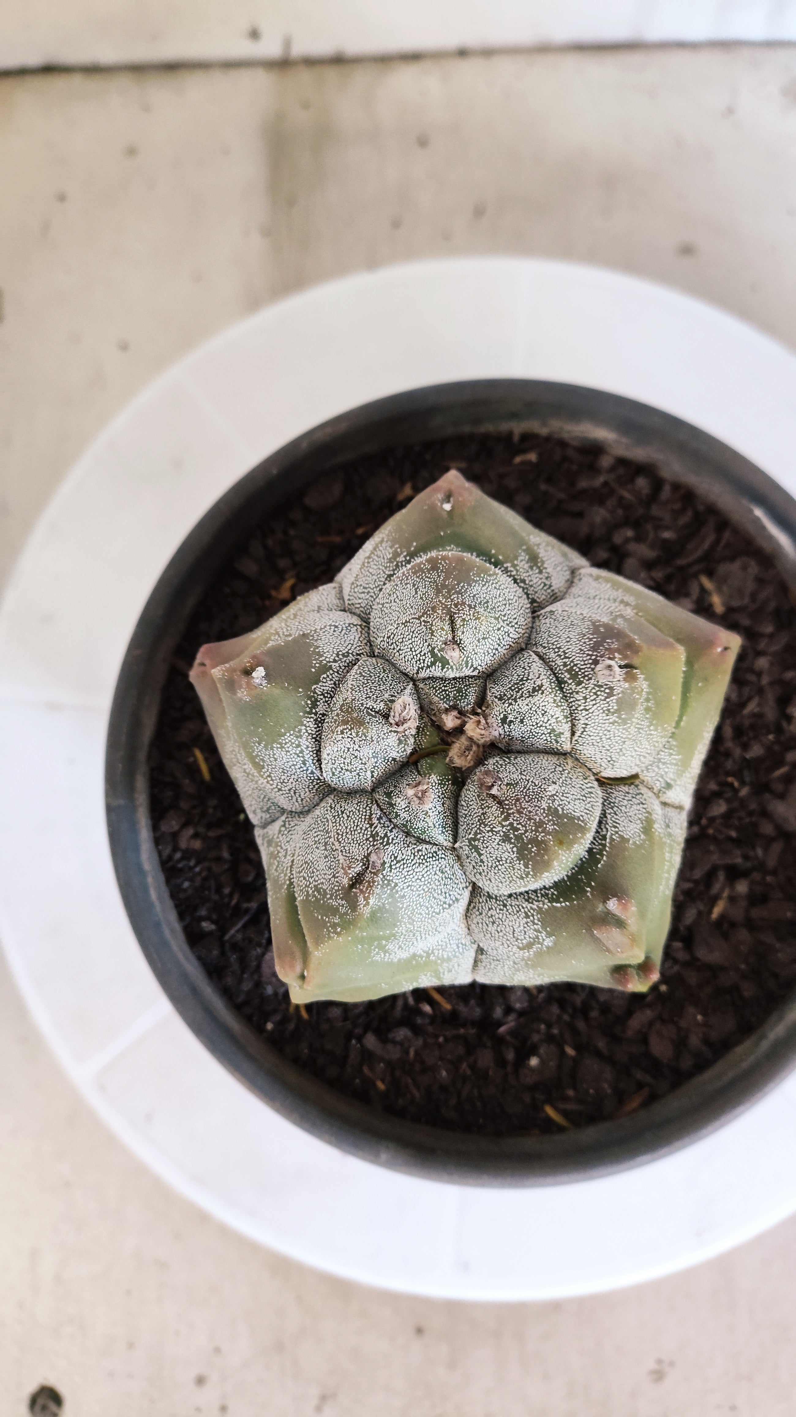 MATRIZ ASTROPHYTUM cv KIKKO   Nº 1077 – vaso 15