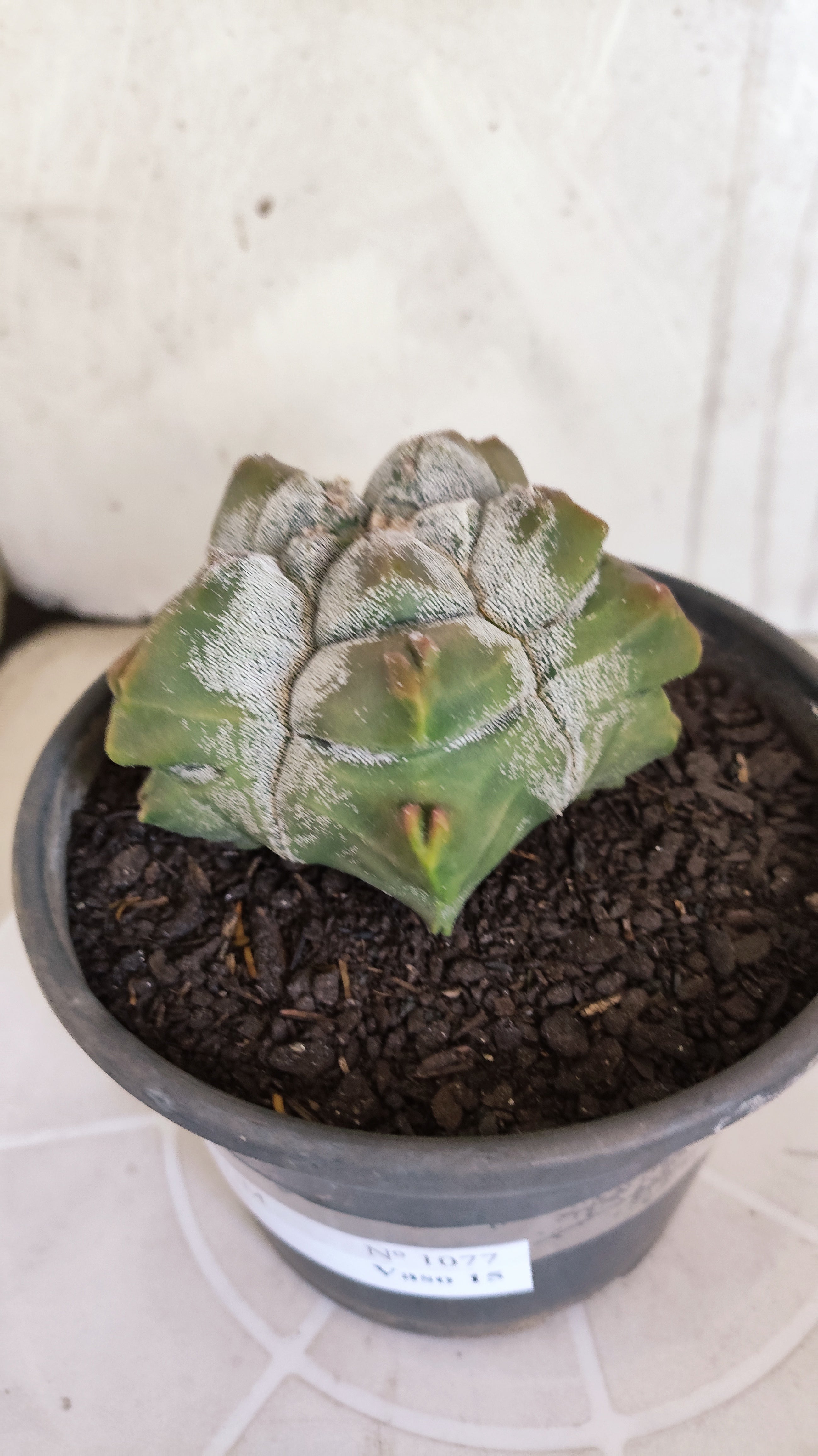 MATRIZ ASTROPHYTUM cv KIKKO   Nº 1077 – vaso 15