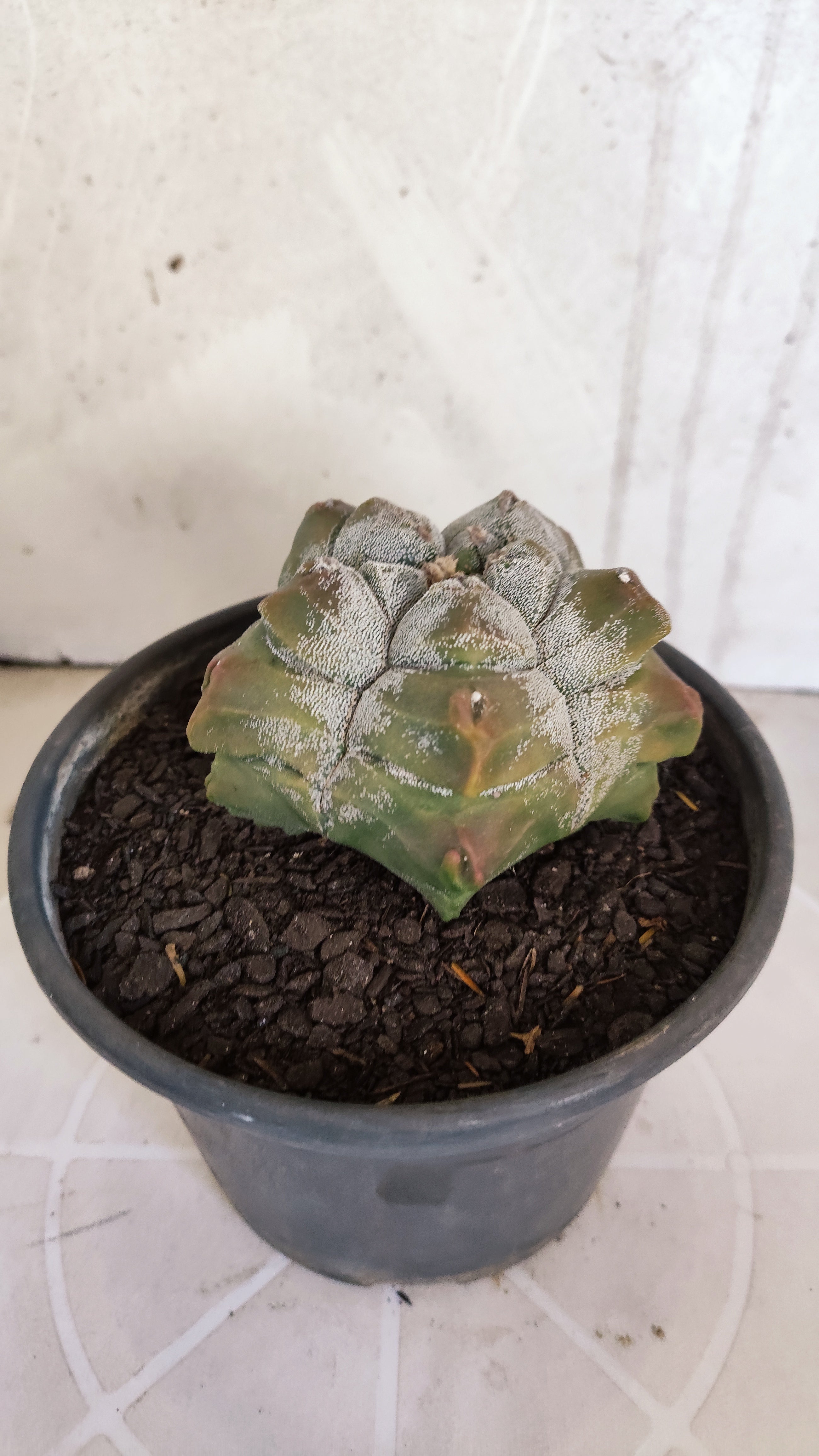 MATRIZ ASTROPHYTUM cv KIKKO   Nº 1077 – vaso 15