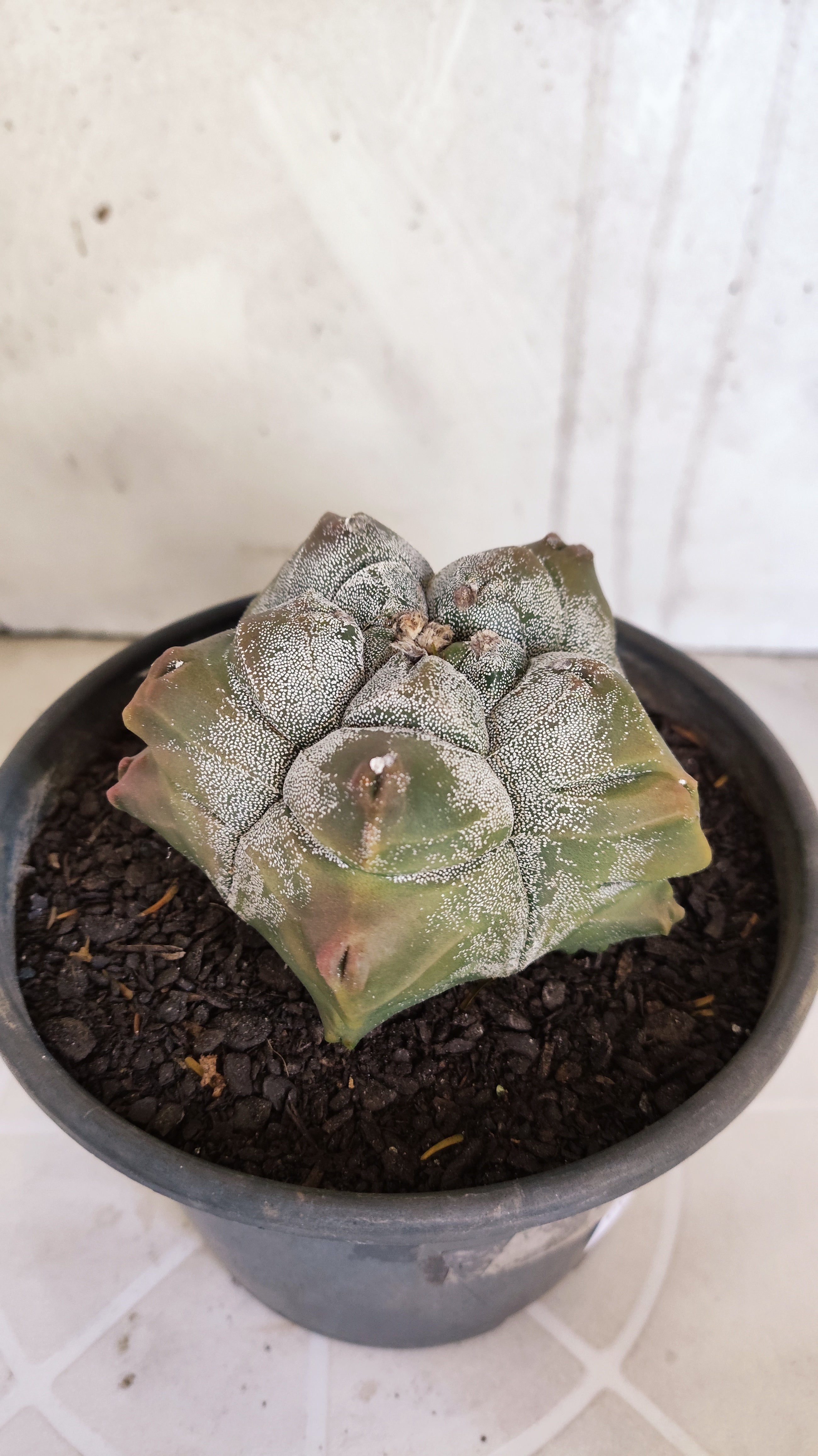 MATRIZ ASTROPHYTUM cv KIKKO   Nº 1077 – vaso 15